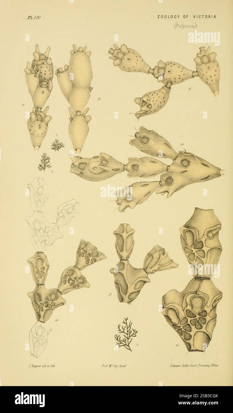 Naturgeschichte von Victoria. Dezember 11-15 Melbourne, J. Ferres, Regierungsdrucker, 1885-90. Australien, Victoria, Woods Hole, Zoologie, Australien, Polyzoa, Catenicellopsis pusilla, Catenicellopsis pusilla, Spring Creek, Geelong, Catenicellopsis delicatula, Catenicellopsis delicatula, Calpidium ponderosum, Calpidium ponderosum, James Ripper, die Illustration zeigt verschiedene Exemplare aus der zoologischen Untersuchung von Polyzoen und zeigt ihre einzigartigen Strukturen. Mehrere Figuren stellen komplexe Formen dar und heben ihre biologischen Merkmale hervor, wie die verzweigten Strukturen und charakteristischen Formen, die c Stockfoto