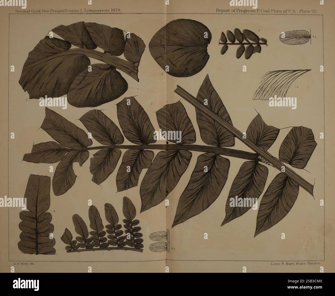 Beschreibung, von, Kohle, Flora, von, der, Karbon, Formation, in, Pennsylvania und, in allen Teilen, den Vereinigten Staaten, Harrisburg, Vorstand, der Kommissionsmitglieder, für die zweitens, geologisch, Survey, 1879-84, Pflanzen, Pennsylvania, Botanik, Fossilien, Karbon, Paläobotanik, Fossil, Geschichten, Eine detaillierte botanische Studie, die verschiedene Blatttypen und -Strukturen zeigt. Die Komposition enthält komplexe Illustrationen von Farnen und anderem Laub, die die einzigartigen Muster und Texturen jedes Blattes hervorheben. Die Elemente sind sorgfältig beschriftet, was ihre botanischen Namen und Merkmale angibt. Das Arrangement Stockfoto