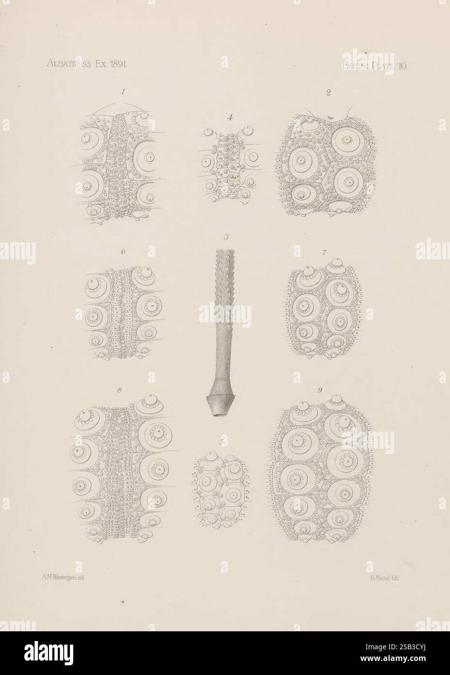 Memoirs of the Museum of Comparative Zoology, Harvard College, Cambridge, Mass. Cambridge [Mass.], Das Museum, 1876-1940. Zoologie, Museum of Comparative Zoology, Seeigel, Echini, die Illustration zeigt eine Reihe detaillierter, wissenschaftlicher Darstellungen verschiedener Formen, die jeweils mit Zahlen gekennzeichnet sind, die ihrer Identifizierung entsprechen. Das zentrale Merkmal ist eine detaillierte Darstellung einer zylindrischen Struktur, die wahrscheinlich ein Exemplar veranschaulicht, das mit Meeresbiologie oder Anatomie in Zusammenhang steht. Um diese zentrale Figur herum befinden sich mehrere runde, scheibenartige Formen, die jeweils durch einen charakteristischen kreisförmigen Farbton gekennzeichnet sind Stockfoto