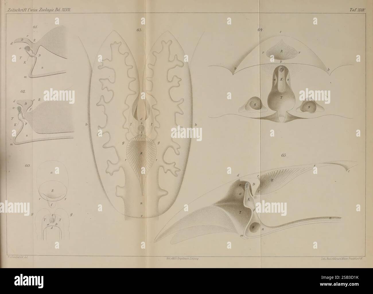Zeitschrift für wissenschaftliche Zoologie, Leipzig, Wilhelm Engelmann, 1849-, Anatomie, Vergleichende, Bibliographie, Periodika, Zoologie, Museum für Vergleichende Zoologie, diese Illustration zeigt komplizierte anatomische Diagramme, die mit dem Atmungssystem eines Meereskreaturen, möglicherweise eines Wal, zusammenhängen. Das zentrale Bild zeigt eine detaillierte Darstellung der Lunge und zeigt deren komplexe Struktur mit Fokus auf die Bronchialpassagen. Diesen Hauptabschnitt umgeben verschiedene andere anatomische Ansichten, darunter Querschnitte, die spezielle Merkmale des Atemschutzgeräts des Organismus hervorheben Stockfoto
