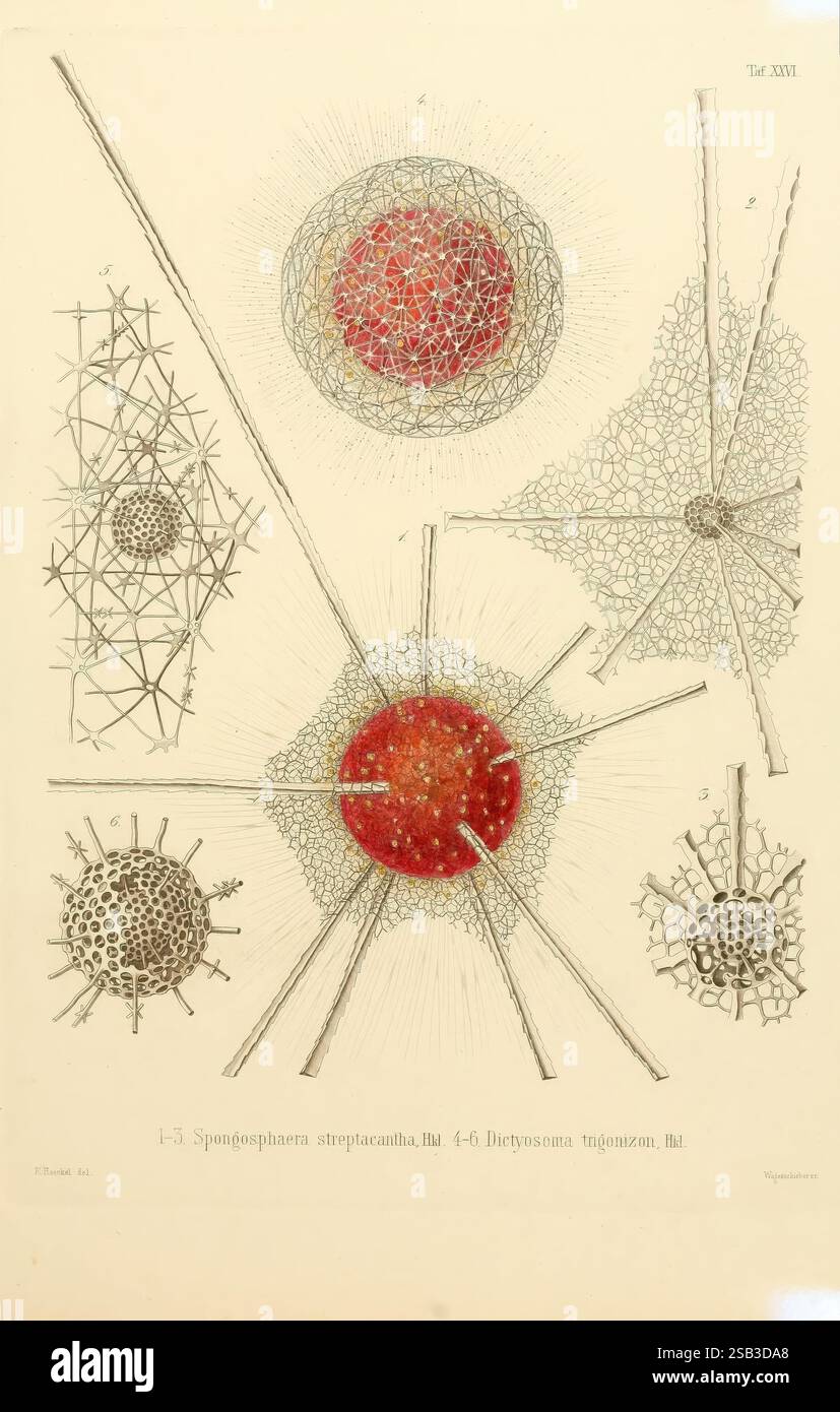 Die, Radiolarien, Rhizopoda, Radiaria, Berlin, g. Reimer, 1862-1888, Radiolaria, rhizopoda, Radiolaria, Fossil, diese Illustration zeigt komplizierte, wissenschaftliche Darstellungen verschiedener mikroskopischer Organismen, wobei der Schwerpunkt auf Arten aus der Gruppe der Radiolaria liegt. Das Kunstwerk zeigt eine Auswahl geometrischer Formen, die sich durch feine und raffinierte Strukturen auszeichnen. Im Mittelpunkt der Komposition steht ein großer, kugelförmiger Organismus in leuchtendem Rot, umgeben von mehreren kleineren Einheiten, die eine Vielzahl von strahlenden Stacheln und komplizierten Gitterdesigns aufweisen. Viele der Figuren weisen symmetrische Muster auf, e Stockfoto
