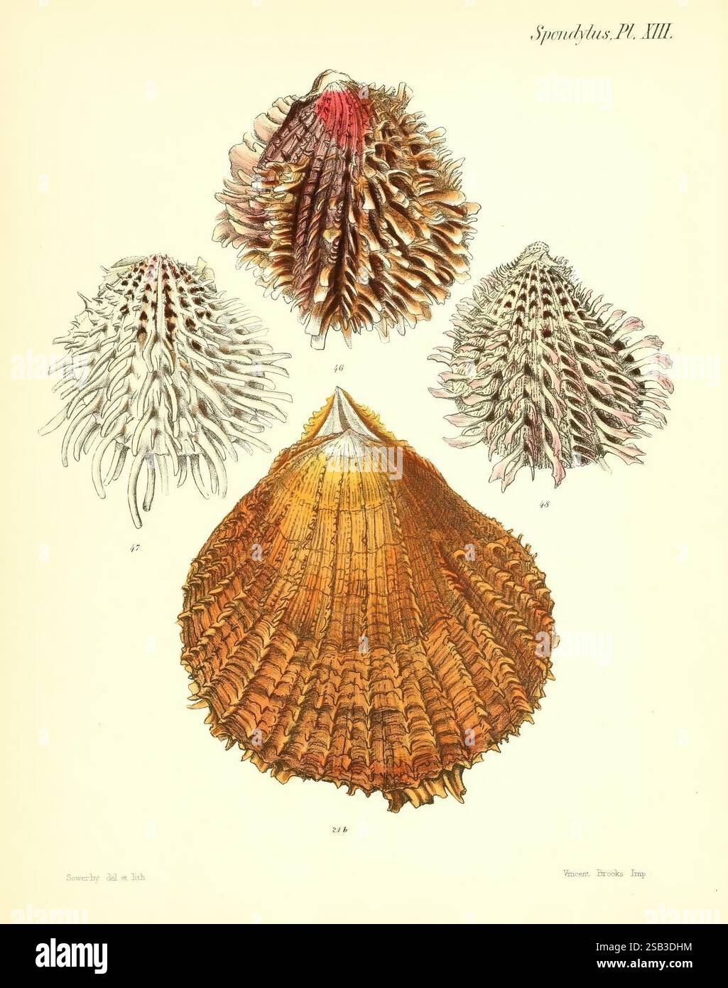 Conchologia Iconica oder Illustrations of the Muscheln of Molluscous ...