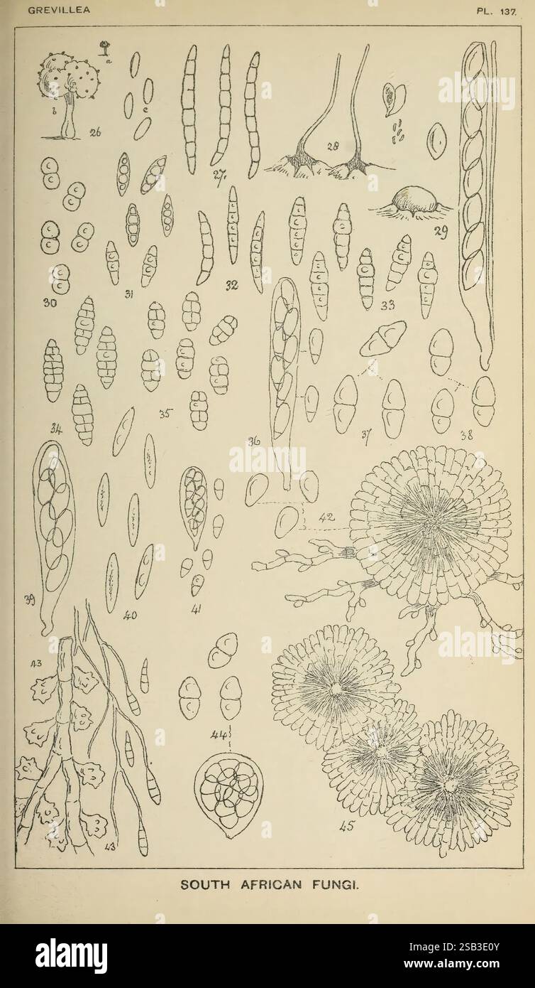 Grevillea London Williams Norgate 1872-1894 Cryptogamia Cryptogams Periodicals Fungi, die Illustration zeigt eine Vielzahl von südafrikanischen Pilzen, die akribisch detailliert sind, um ihre verschiedenen Strukturen und Formen zu zeigen. Die Zusammensetzung umfasst langgezogene Sporen-tragende Strukturen, bauchige Fruchtkörper und verschiedene Fortpflanzungselemente. Jede Probe ist zur Identifizierung mit entsprechenden Nummern gekennzeichnet, die eindeutige Merkmale wie Textur und Form hervorheben. Bemerkenswerte Arten sind vertreten, die die komplizierten Designs dieser Gruppe von Pilzen demonstrieren und ihre Biologi betonen Stockfoto