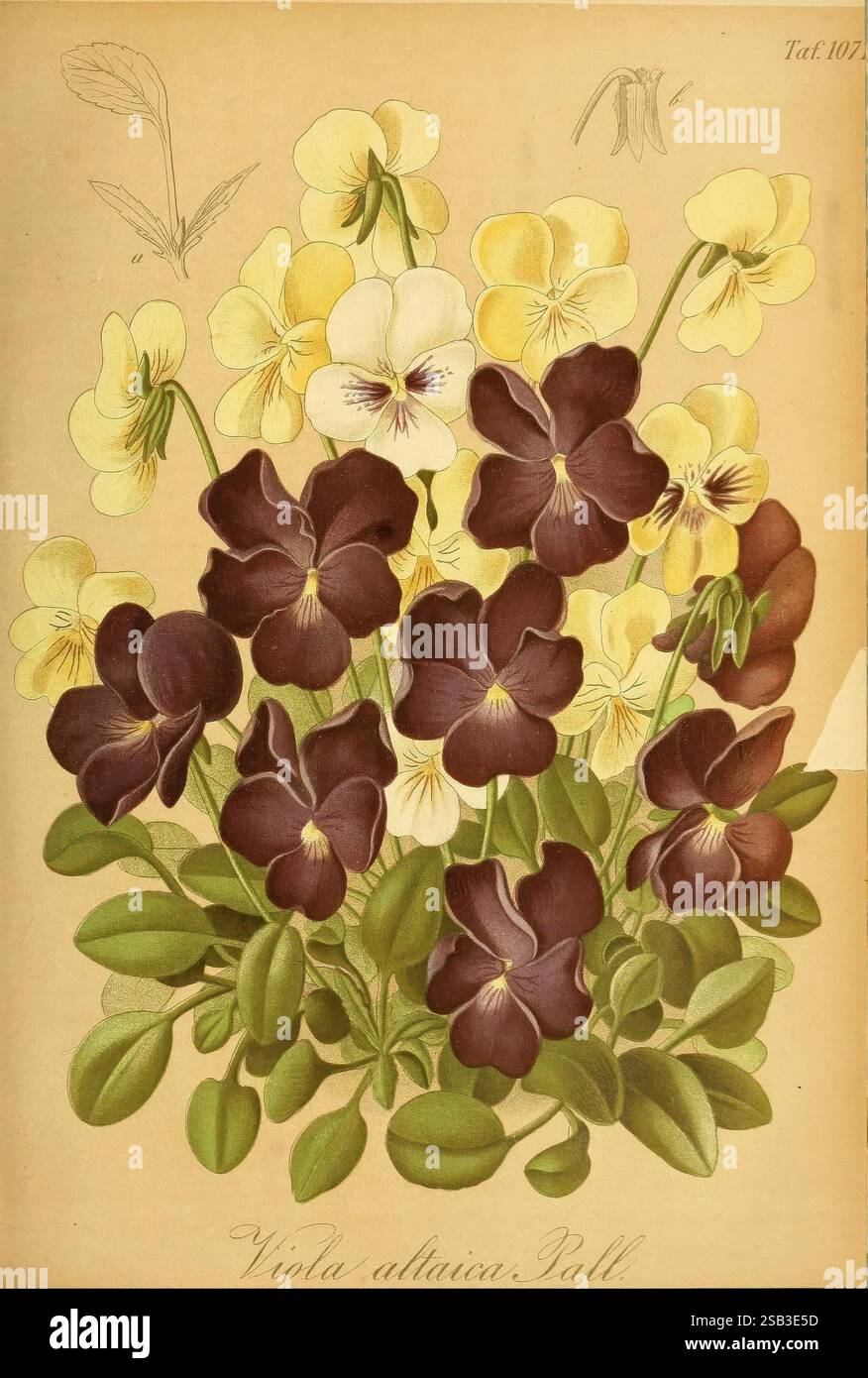 Gartenflora Erlangen F. Enke 1852-1940 Botanik Gartenarbeit Deutschland Zeitschriften Pflanzen Zierpflanzen Pflanzenblume, Eine lebendige Gruppe von Violen zeigt eine atemberaubende Farbpalette, mit tiefvioletten und gelben Blüten inmitten üppig grüner Blätter. Die komplizierten Details jeder Blüte betonen die einzigartigen Formen und Texturen der Blütenblätter, während die harmonischen Farbtöne eine beeindruckende visuelle Wirkung erzeugen. Über den Blüten deuten zarte Skizzen zusätzlicher floraler Elemente auf den botanischen Ursprung dieser Komposition hin und betonen die Schönheit und Vielfalt der Bratschenarten. Das Stück trägt den Titel 'VI Stockfoto