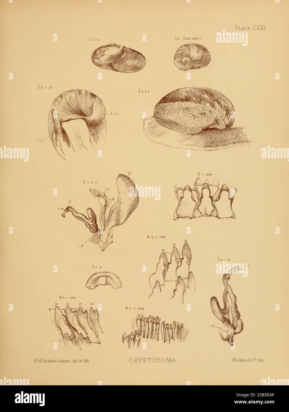 Land, Süßwasser, Mollusca, Indien, London, Taylor und Francis, 1882. Asien, Indien, Weichtiere, die Abbildung zeigt verschiedene anatomische Strukturen, die mit einem bestimmten Organismus innerhalb der Gruppe Cryptosoma zusammenhängen. Es verfügt über beschriftete Diagramme, die verschiedene Formen beschreiben, einschließlich einer Reihe organischer Formen, wie Schalen und verlängerte Anhänge. Die Unterschiede in Größe und Struktur zeigen die Komplexität der Arten und zeigen verschiedene Ansichten, die ihre einzigartigen Merkmale hervorheben. Jeder beschriftete Teil gibt Einblick in die morphologische Vielfalt, die in dieser Gruppe beobachtet wurde, stark Stockfoto