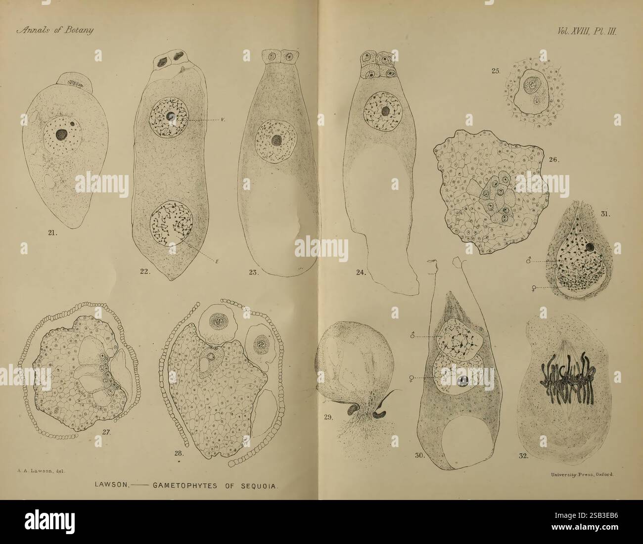 Annalen der Botanik, London, Botanik, Zeitschriften, Pflanzen, diese Illustration zeigt eine Reihe wissenschaftlicher Zeichnungen, die verschiedene Formen von Gametophyten aus der Gattung Sequoia zeigen. Jede nummerierte Figur zeigt eine eigene Struktur, die die unterschiedlichen Formen und Größen dieser Fortpflanzungsorgane veranschaulicht. Die Zeichnungen zeigen bemerkenswerte Merkmale wie Kerne, Zellanordnungen und andere komplizierte Details, die für das Studium der Pflanzenbiologie von Bedeutung sind. Die Anordnung ermöglicht vergleichende Analysen und gibt Einblicke in die Morphologie und Entwicklung dieser Organismen in ihrer Umgebung Stockfoto