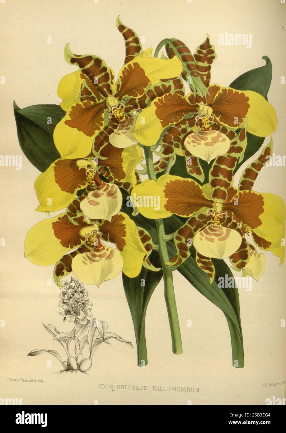 Orchid, Album, London, B. S. Williams, 1882-97, Orchidaceae, Periodika, Pictorial Works, Eine Gruppe lebendiger Odontoglossum Williamianum-Orchideen, die ihre einzigartigen gelben und braunen Blütenblätter zeigen. Die komplizierten Details betonen die marmorierten und gepunkteten Texturen und sorgen so für eine auffällige Optik. Begleitet von der größeren Blüte ist eine kleinere Darstellung der Pflanze, die ihre natürliche Schönheit und die Vielfalt der Orchideenarten unterstreicht. Die Gesamtkomposition strahlt ein Gefühl von Eleganz aus und zeigt die komplizierte Kunstfertigkeit botanischer Illustrationen. Stockfoto