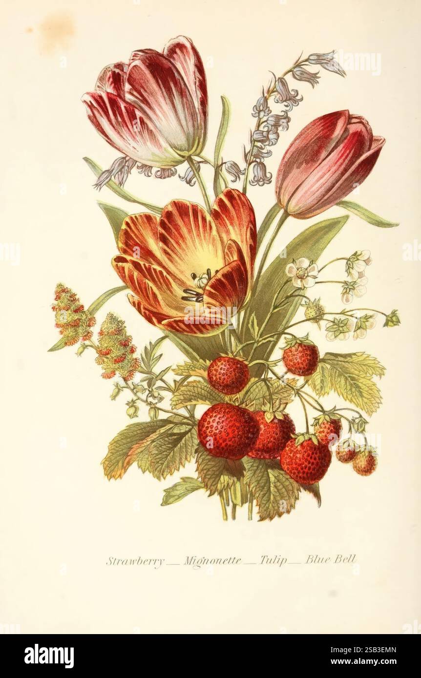 Die Sprache der Blumen oder florale Embleme der Gedanken, Gefühle und Gefühle, London, G. Routledge, 1869, Blumensprache, Ein lebhaftes Arrangement aus blühenden Blumen und Reifen Erdbeeren zeigt die Schönheit der Natur. Die Komposition zeichnet sich durch markante Tulpen mit satten Blütenblättern und komplizierten Details aus, umgeben von zarten Frühlingsblüten und sattgrünen Blättern. Kleine, üppige Erdbeeren sind durchzogen und verleihen der Szene einen Hauch von knalligem Rot. Unterhalb des Kunstwerks sind die Namen der dargestellten Pflanzen – Erdbeere, Mignonette, Tulpe und Blue Bell – elegant mit der Inschrift hig versehen Stockfoto