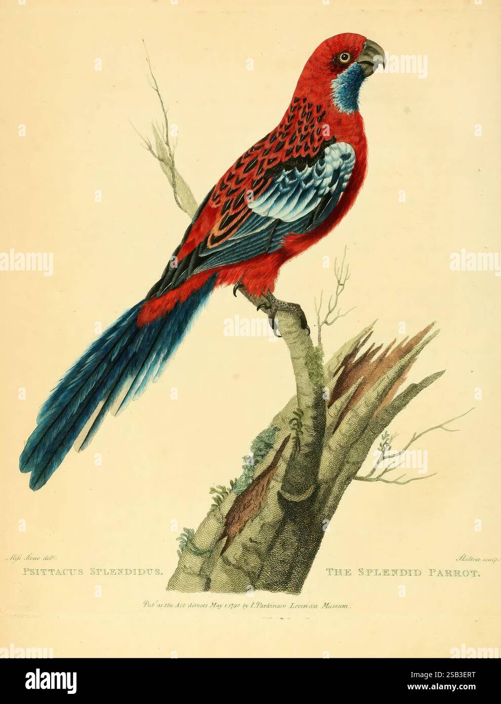 Musei Leveriani explizatio, anglica et latina London Impensis Jacobi Parkinson 1792-1796., Ein anschaulich illustrierter prächtiger Papagei, der elegant auf einem Baumzweig thront und sein markantes Gefieder zeigt. Der Vogel zeigt einen leuchtend roten Körper, der von Blautönen auf seinen Flügeln und seinem Schwanz akzentuiert wird, mit komplizierten Mustern, die seine Federn zieren. Der Schnabel ist robust und geschwungen, typisch für Papageien, während seine aufmerksame Haltung ein starkes Bewusstsein für die Umgebung suggeriert. Der Zweig ist mit zarten Details dargestellt, einschließlich Andeutungen von Laub, die den natürlichen Lebensraum des Papageiens betonen. Das Bildmaterial erfasst das b Stockfoto