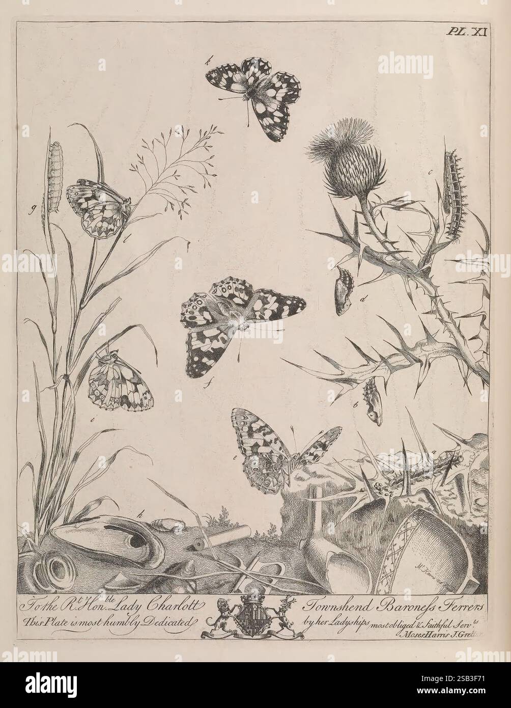 The Aurelian, London, Henry G. Bohn, 1840, Großbritannien, Lepidoptera, die Komposition zeigt eine Sammlung von detailgetreuen Schmetterlingen im Flug vor einem Hintergrund von üppigem Gras und Distelpflanzen. Die Schmetterlinge zeigen eine Vielzahl von Mustern und Markierungen, die ihre lebendige Schönheit zeigen. Unten bilden eine markant dargestellte Distelblume und eine Reihe empfindlicher Flora einen natürlichen Lebensraum, während Elemente wie eine kunstvolle Dekoration eine Verbindung zur Naturgeschichte oder Entomologie nahelegen. Das Gesamtdesign spiegelt eine akribische künstlerische Untersuchung der Natur wider und verbindet die Eleganz des Stockfoto