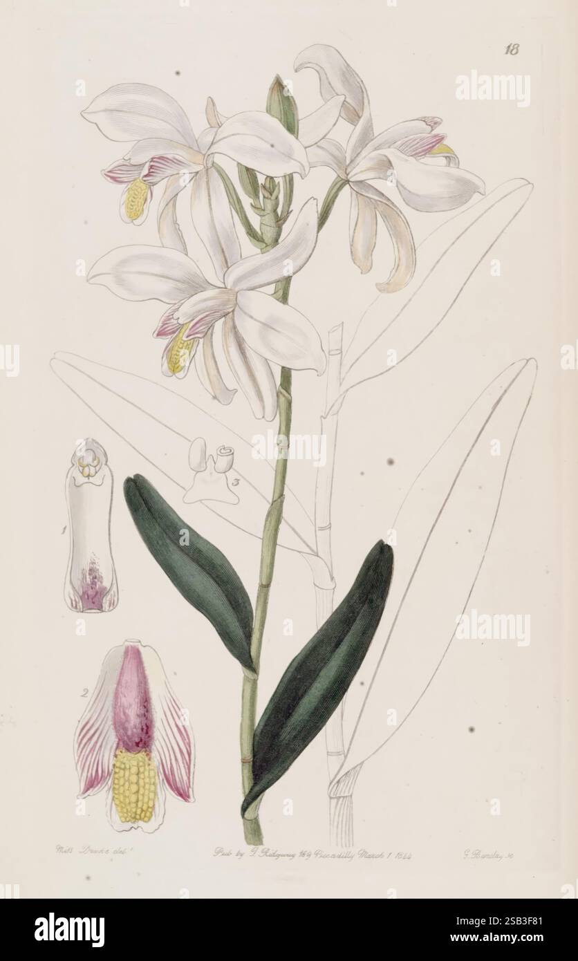 Edwards botanisches Register London, James Ridgway, 1829-1847 1829 Botanik Kupferstich England Grafikmedien Großbritannien handfarbige Ikonen Zeitschriften Bildwerke Pflanzeneinführungspflanzen Zierpflanzen Sarah Ann Drake 2 Frauen in der Wissenschaft präsentiert die Komposition eine wunderschön illustrierte Orchidee, die ihre eleganten weißen Blüten und charakteristischen gelben Antheren zeigt. Die Blume mit ihrer zarten Struktur wird von detaillierten Skizzen begleitet, die wichtige Merkmale wie die reproduktiven Teile und Blätter hervorheben. Jedes Element wird aufwändig gerendert, um den botanischen Akzent zu vermitteln Stockfoto