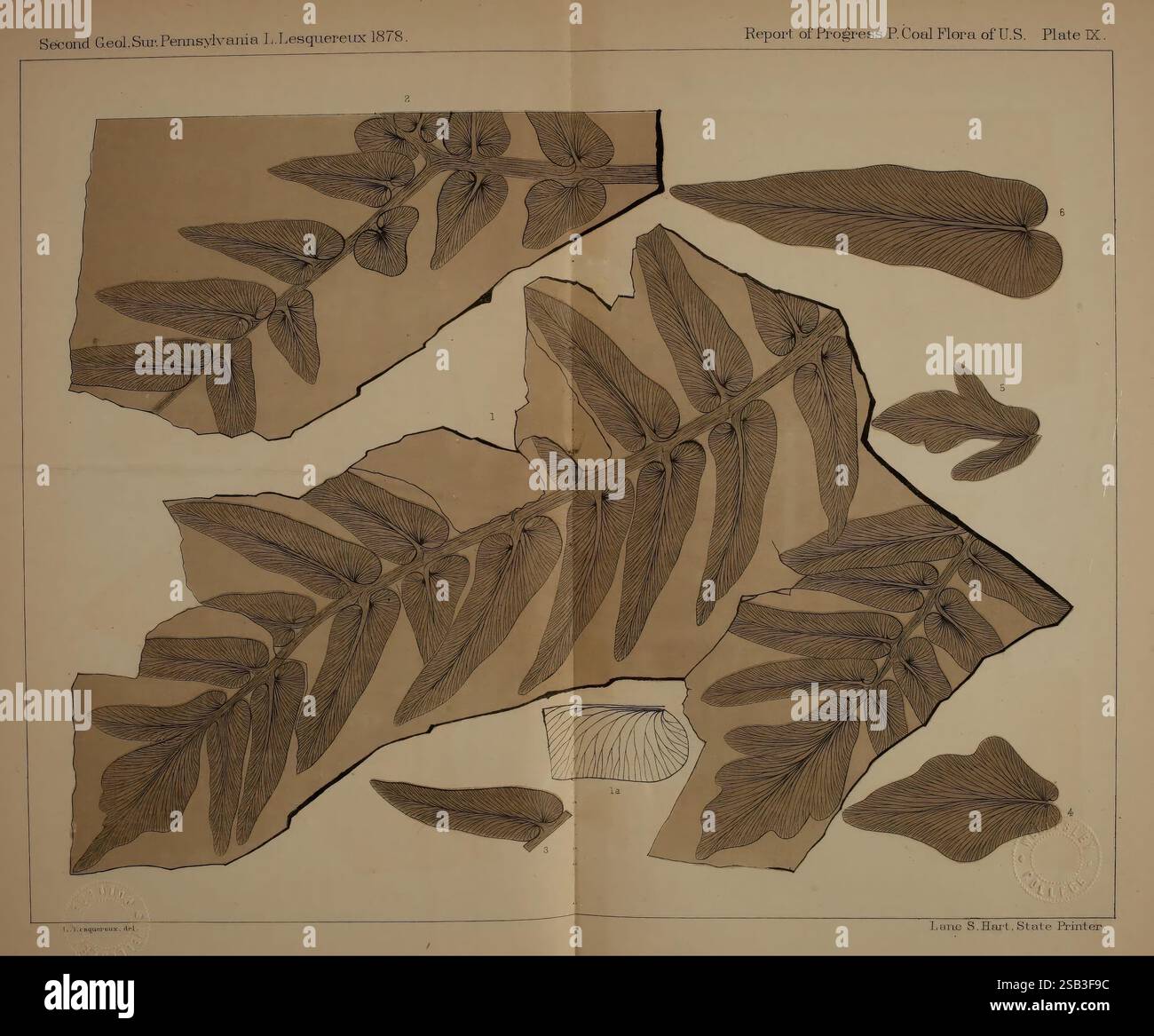 Beschreibung, von, Kohle, Flora, von, der, Karbon, Formation, in, Pennsylvania und, in allen Teilen, den Vereinigten Staaten, Harrisburg, Vorstand, der Kommissionsmitglieder, für die zweitens, geologisch, Survey, 1879-84, Pflanzen, Pennsylvania, Botanik, Fossilien, Karbon, Paläobotanik, Fossil, Geschichten, diese Illustration zeigt komplexe botanische Darstellungen von Farnwedel, die ihre detaillierte Struktur und Textur zeigen. Das Kunstwerk umfasst eine Reihe von markierten Segmenten, die verschiedene Aspekte der Farne für Bildungszwecke hervorheben. Wissenschaftliche Anmerkungen begleiten die Illustrationen, Detailin Stockfoto