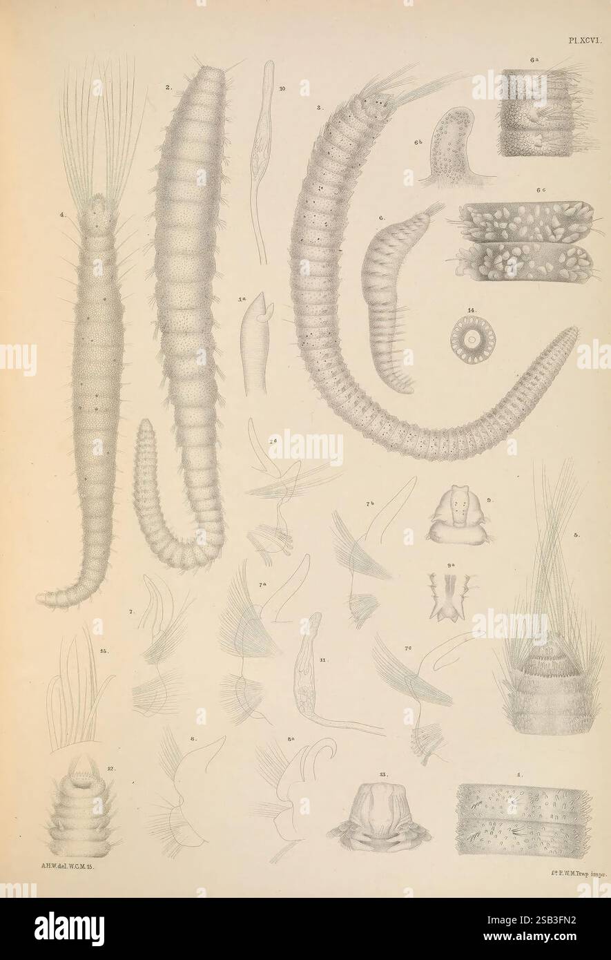 Eine Monografie der britischen Marine Anneliden London, The Ray Society, 1873/1900-1922/23, Annelida, Großbritannien, Nemertea, Polychaeta, Würmer, die Illustration zeigt eine Vielzahl von Meereslebewesen, die komplizierte Details ihrer Anatomie zeigen. Oben sind langgezogene Körper segmentierter Lebewesen dargestellt, die möglicherweise verschiedene Arten von Würmern oder Krebstieren darstellen. Darunter zeigen mehrere kleinere Organismen einzigartige Formen und Strukturen, darunter flossenartige Anhängsel und kiemenartige Merkmale. Einige Schnitte zeigen Querschnittsansichten anatomischer Merkmale, wobei Texturen und Pat hervorgehoben werden Stockfoto Eine Monografie der britischen Marine Anneliden London, The Ray Society, 1873/1900-1922/23, Annelida, Großbritannien, Nemertea, Polychaeta, Würmer, die Illustration zeigt eine Vielzahl von Meereslebewesen, die komplizierte Details ihrer Anatomie zeigen. Oben sind langgezogene Körper segmentierter Lebewesen dargestellt, die möglicherweise verschiedene Arten von Würmern oder Krebstieren darstellen. Darunter zeigen mehrere kleinere Organismen einzigartige Formen und Strukturen, darunter flossenartige Anhängsel und kiemenartige Merkmale. Einige Schnitte zeigen Querschnittsansichten anatomischer Merkmale, wobei Texturen und Pat hervorgehoben werden Stockfoto