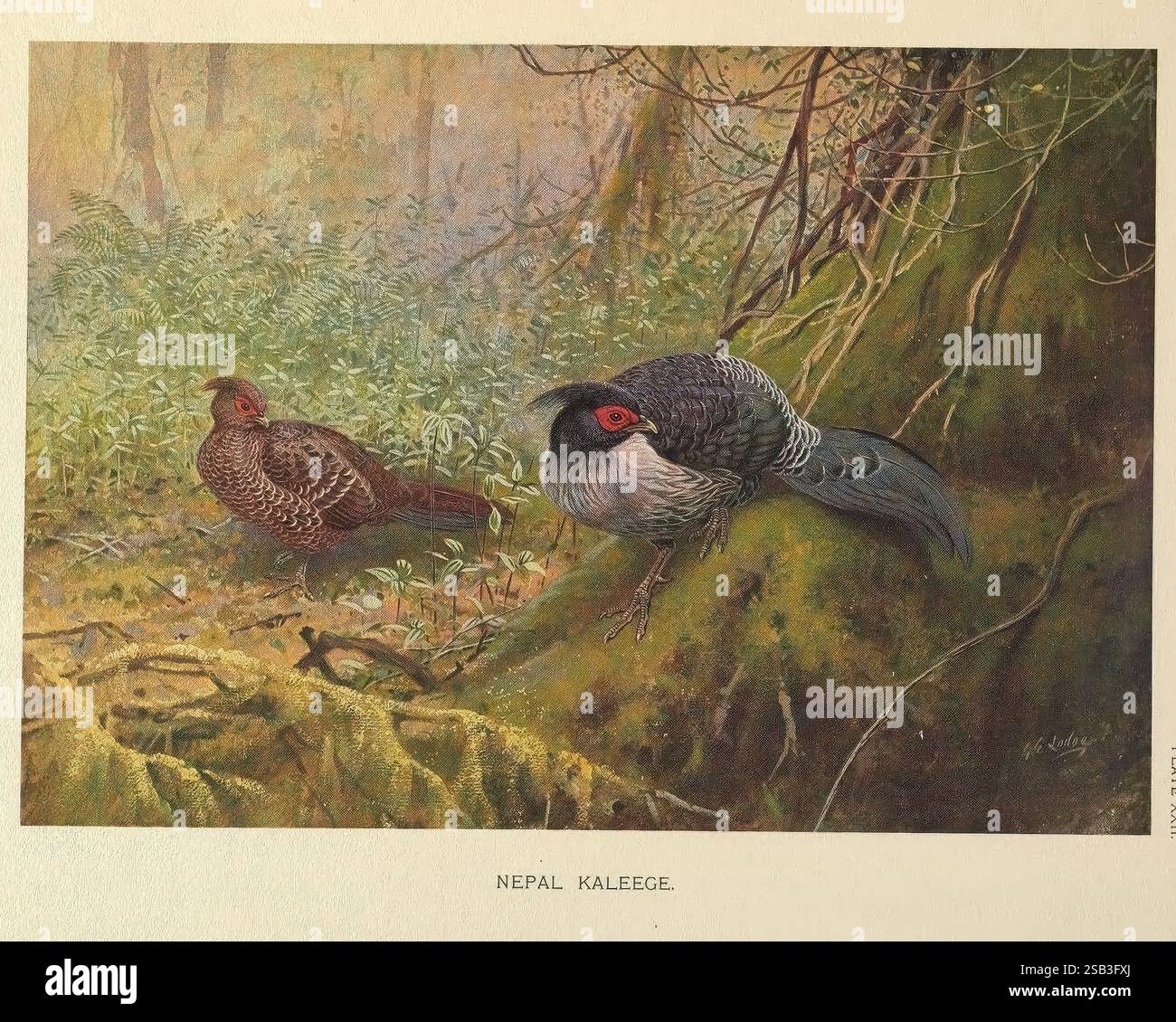 Diese Abbildung zeigt zwei Vögel in einer üppigen, natürlichen Umgebung. Der größere Vogel mit auffälligem grauem Gefieder und markanten roten Akzenten zeigt ein markantes Wappen und einen seltsamen Ausdruck, der sich anmutig zwischen grünen Ästen erhebt. Darunter steht ein kleinerer Vogel, der sich durch seine detaillierten gesprenkelten Federn und gedämpfteren Farben auszeichnet, auf dem Boden und verschmilzt sich in das umgebende Laub. Der Hintergrund ist reich an Grün, was auf ein lebhaftes Ökosystem hindeutet, während die Zusammensetzung die Beziehung zwischen den beiden Vögeln in ihrem Lebensraum unterstreicht. Dieses Kunstwerk fängt die Schönheit und ein Stockfoto