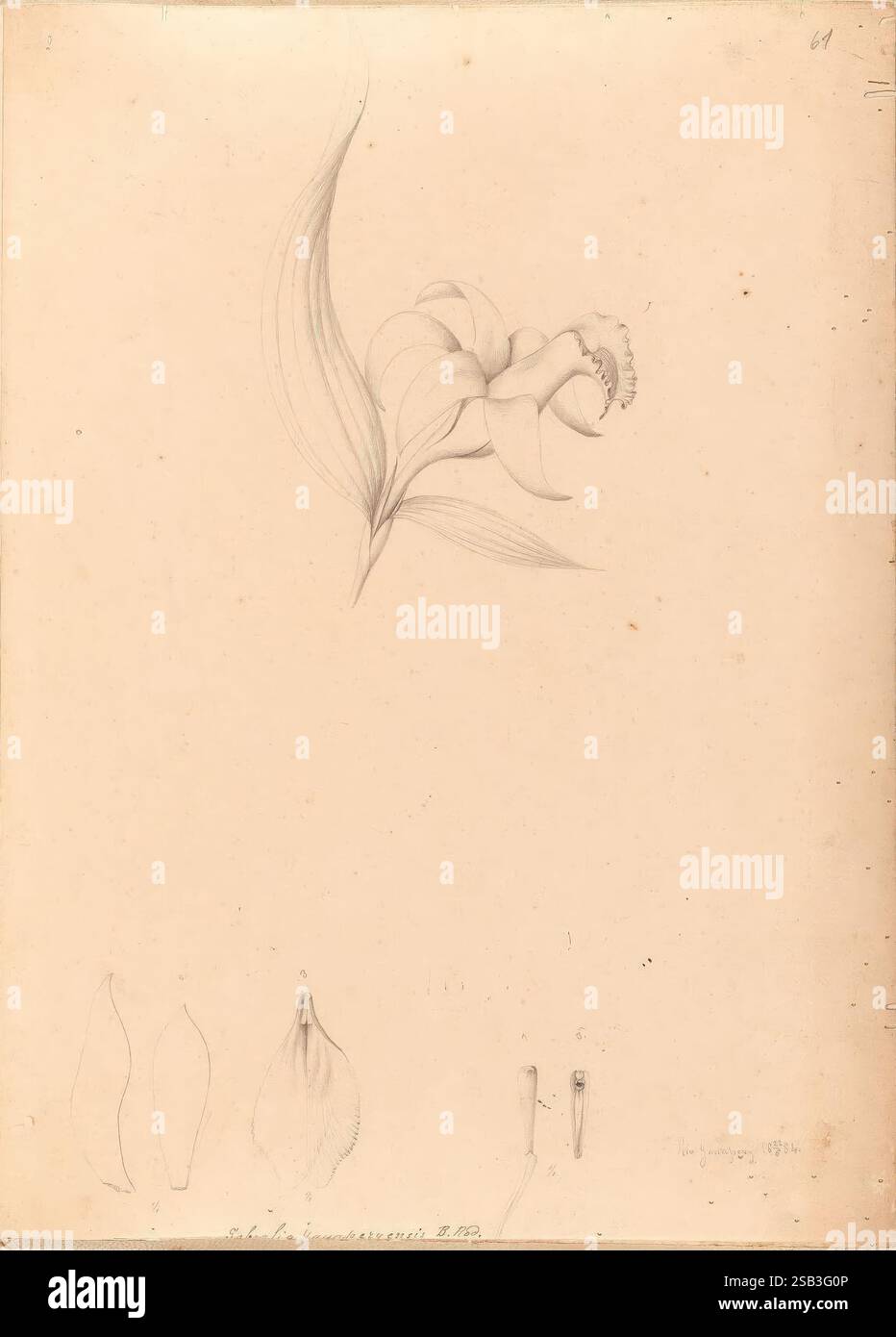 Iconographie des orchidées du Brésil, João Barbosa, Eine zierliche Illustration zeigt eine detailreiche Darstellung einer eleganten Blume mit ihren anmutigen Blütenblättern und komplizierten Texturen. In der Nähe zeigen mehrere botanische Skizzen die verschiedenen Teile der Blüte, wie längliche Formen, die Blätter darstellen, und zusätzliche Elemente, die auf reproduktive Strukturen hinweisen. Die Komposition betont die Liebe zum Detail und die Wertschätzung für die botanische Genauigkeit und schafft eine ruhige und raffinierte Darstellung der Schönheit der Natur. Stockfoto