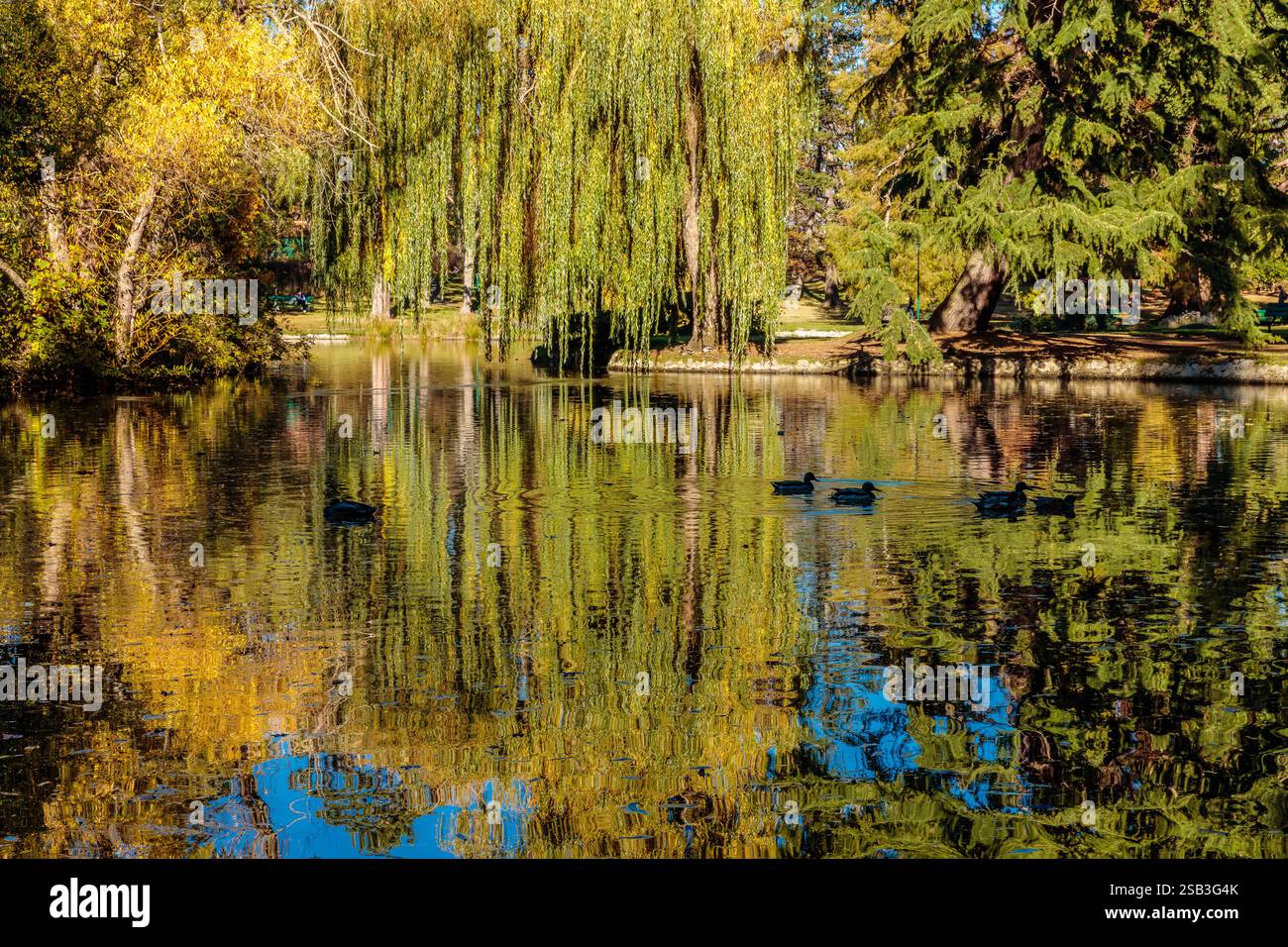 Ein Teich mit Enten und Bäumen. Die Enten schwimmen im Wasser. Die Bäume sind grün und grün Stockfoto