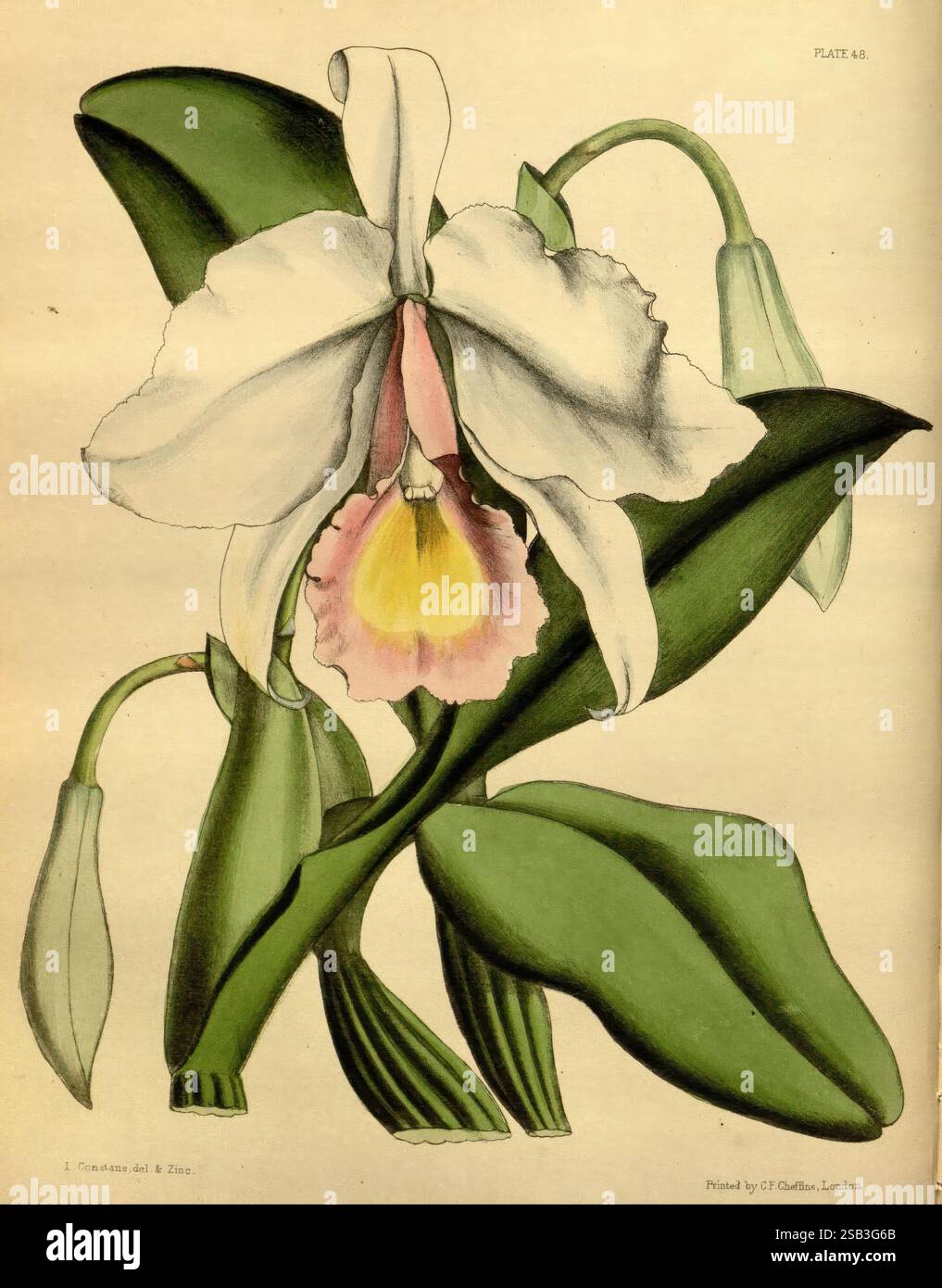Paxtons Blumengarten London, Bradbury und Evans, [1850]-1853., die Illustration zeigt eine auffällige Orchidee mit zarten, großen weißen Blütenblättern und einer zentralen Lippe, die einen weichen rosa Farbton zeigt. Unterhalb der Blüte befinden sich elegante grüne Blätter, die anmutig nach außen gewölbt sind und auf eine üppige tropische Umgebung hinweisen. Kleine Knospen sind in der Nähe der Basis sichtbar, was auf das Potenzial für weitere Blüten in der Zukunft hindeutet. Die akribischen Details betonen die Texturen der Blüten und Blätter und unterstreichen die natürliche Schönheit und Komplexität dieses Blumenmusters. Stockfoto