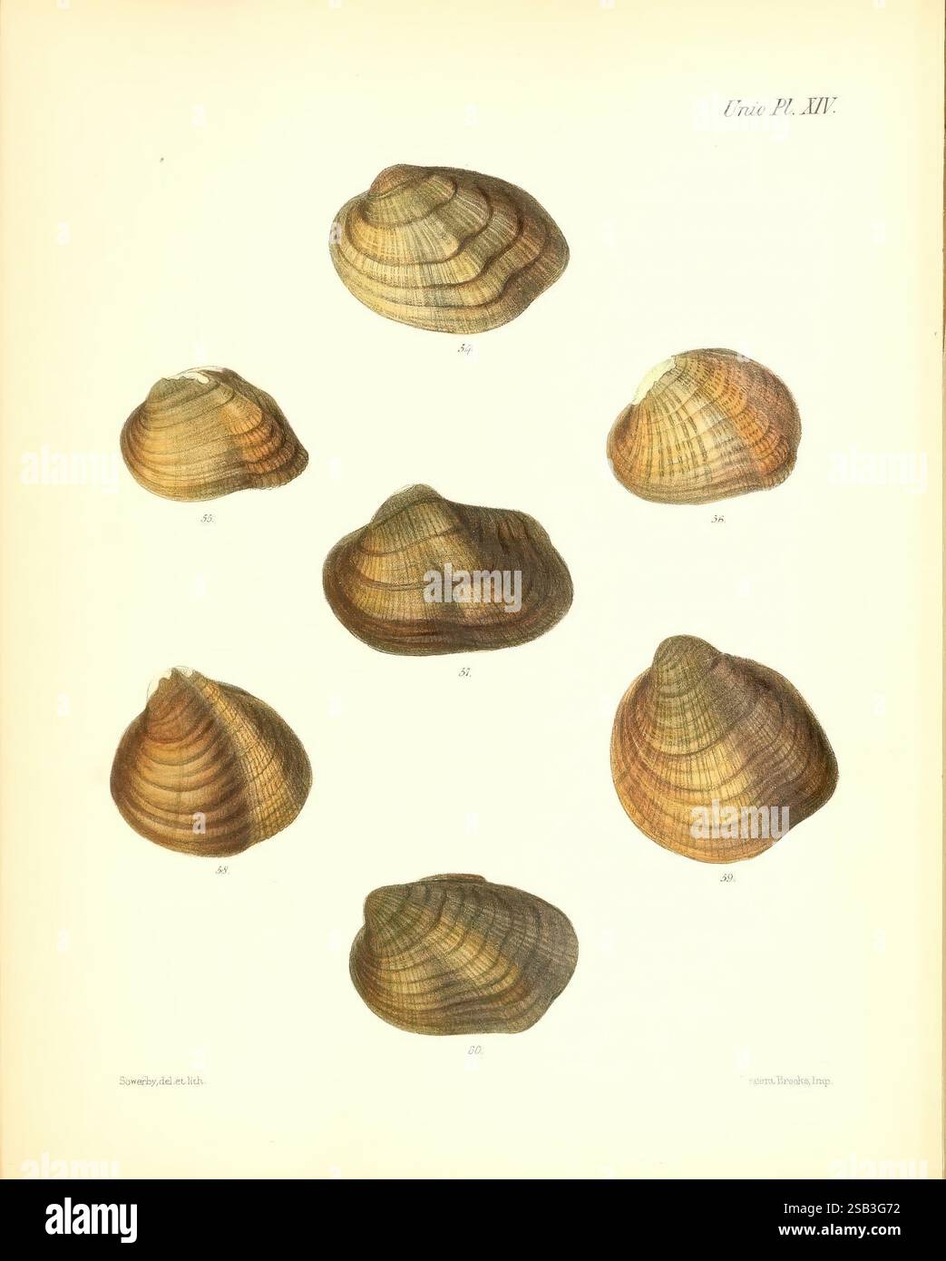 Conchologia Iconica oder Illustrationen of the Muscheln of Molluscous Animals London, Reeve, Brothers, 1843–1878. Muscheln, Mollusken, Pictorial Works, das Bild zeigt eine Sammlung verschiedener Muscheln, die in einem symmetrischen Layout angeordnet sind. Jede Schale weist unterschiedliche Muster, Texturen und Farben auf, die die Vielfalt der Meereslebewesen verdeutlichen. Die Schalen werden aus verschiedenen Perspektiven dargestellt, so dass ihre Formen und strukturellen Details gut erkennbar sind. Das Arrangement unterstreicht die künstlerische und natürliche Schönheit dieser Meeresbewohner und hebt ihre glatten Oberflächen und komplizierten Designs hervor. Des Stockfoto