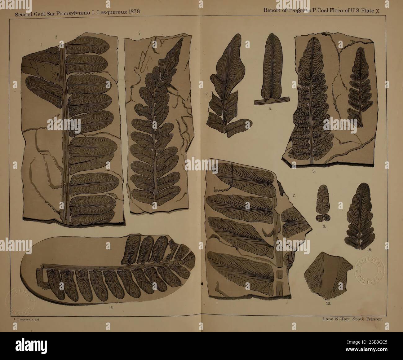 Beschreibung der Kohleflora der Karbonformation in Pennsylvania und in den Vereinigten Staaten. Harrisburg, Board of Commissioners for the Second Geological Survey, 1879-84. Pflanzen, Pennsylvania, Botanik, Fossilien, Karbon, Paläobotanik, Fossiliengeschichten. Eine Sammlung botanischer Illustrationen, die verschiedene Farnarten zeigen, systematisch für Studien angeordnet. Jedes Exemplar ist detailliert und hebt die unterschiedlichen Formen und Strukturen der Blätter hervor. Das Layout umfasst mehrere Ansichten und Nahaufnahmen, sodass eine umfassende Untersuchung möglich ist. Außerdem korrespondieren nummerierte Etiketten Stockfoto
