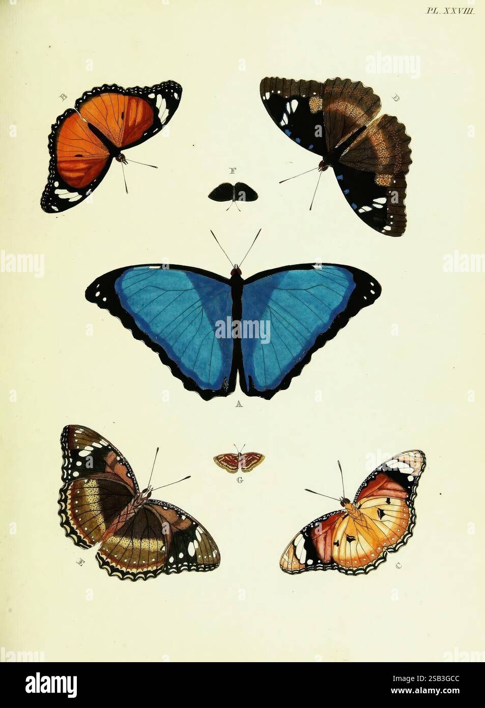 De uitlandsche kapellen voorkomende in de drie waereld-deelen, Asia, Africa en America, Amsteldam, Chez S. J. Baalde, 1779-1782. Afrika, Amerika, Asien, Schmetterlinge, Arthropoda, Surinam, Lepidoptera, Arthropoden, Eine Sammlung wunderschön illustrierter Schmetterlinge, die auf hellem Hintergrund gezeigt werden. Das Arrangement besteht aus sechs verschiedenen Arten, die ihre komplexen Flügelmuster und leuchtenden Farben zeigen. In der Mitte fällt ein großer, markanter blauer Schmetterling mit ausladenden Flügeln ins Auge, flankiert von zwei kleineren Schmetterlingspaaren – einer mit orangefarbenen und schwarzen Markierungen und der andere mit einem reichen Schmetterling Stockfoto