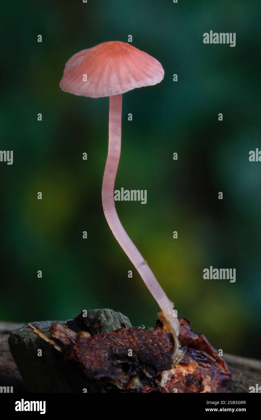 Mycena adonis, auch bekannt als Scarlet Bonnet, ist ein zarter Pilz mit rosafarbenem Deckel, der auf Waldböden zu finden ist und eine Rolle im Ökosystem spielt Stockfoto