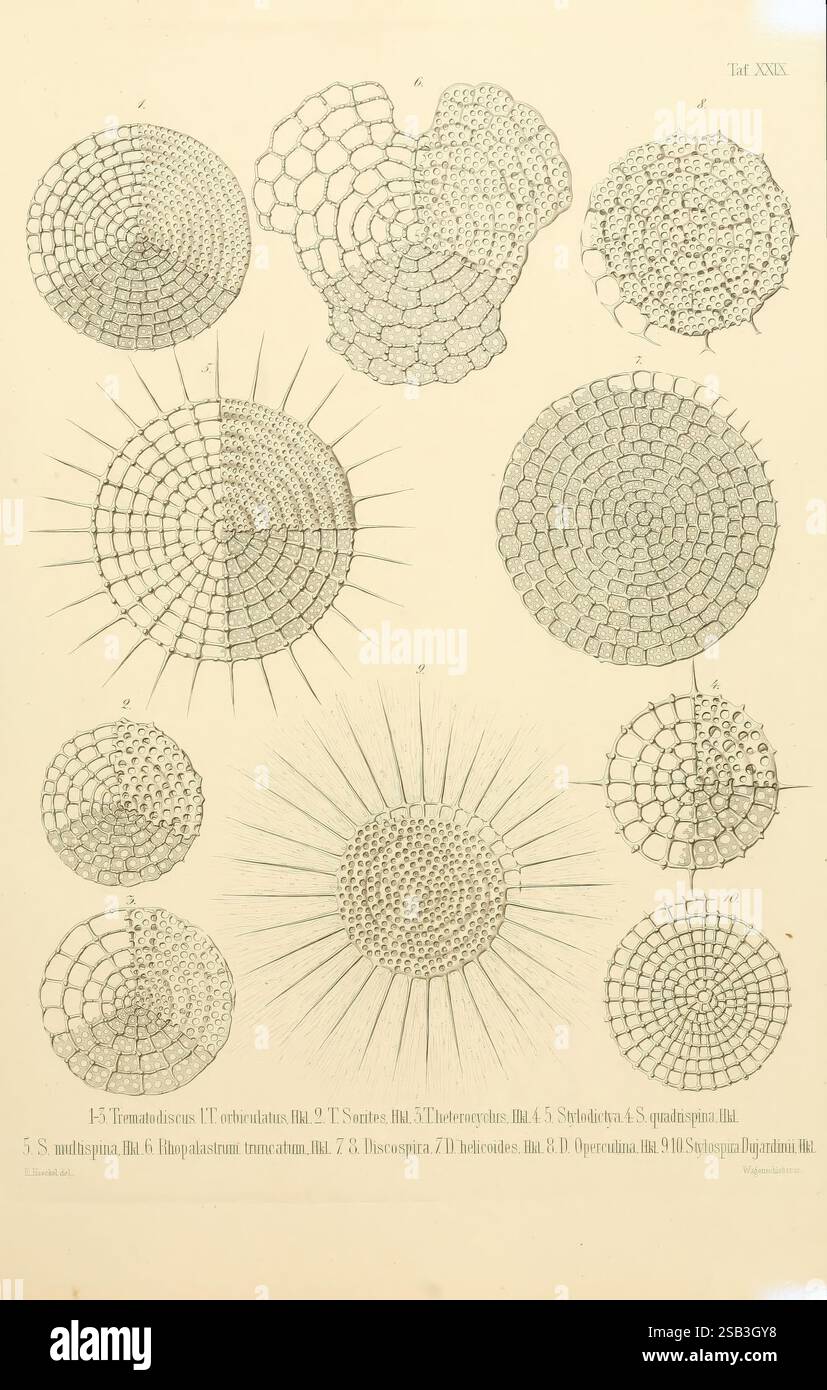 Die Radiolarien (Rhizopoda Radiaria), Berlin, G. Reimer, 1862-1888, radiolaria, rhizopoda, Radiolaria Fossil, Eine Sammlung komplizierter wissenschaftlicher Illustrationen, die verschiedene Formen von Radiolaren zeigen, die einzellige Meeresorganismen sind, die für ihre ausgeklügelten Kieselgelskelette bekannt sind. Jede Abbildung zeigt eine andere Spezies, die durch einzigartige strukturelle Merkmale wie symmetrische Muster, Dornen und geometrische Formen gekennzeichnet ist. Die Zahlen sind mit Zahlen und Buchstaben beschriftet, was ihre Klassifizierung im größeren Kontext der biologischen Forschung angibt und die Vielfalt und Vielfalt unterstreicht Stockfoto