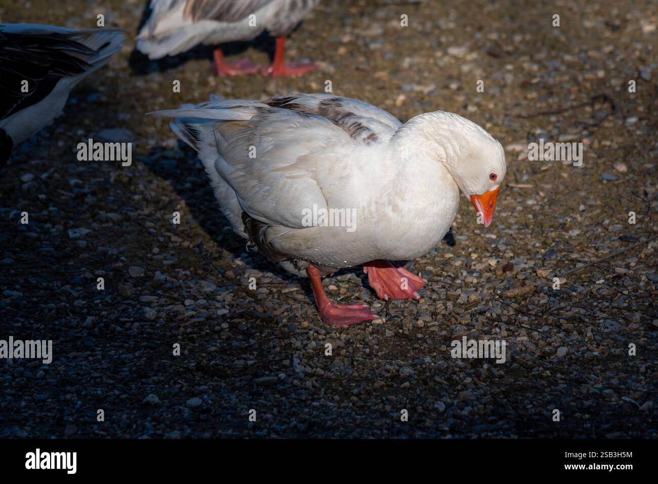 Coastal Forager – Weiße Gans am Sandstrand Stockfoto