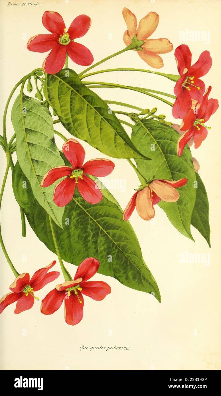 Revue horticole, Paris, Librairie agricole de la maison rustique, 1829-1974, Frankreich, Gartenbau, Zeitschriften, Taxonomie, Binomial, quisqualis pubescens, Eine lebendige Darstellung von roten und rosa Blumen, die alle mit zarten Blütenblättern verziert sind und durch eine Mischung aus satten Tönen gekennzeichnet sind. Die Blüten werden durch üppig grüne Blätter ergänzt, die ihre natürliche Schönheit und Eleganz zum Ausdruck bringen. Das Arrangement hebt die kontrastierenden Farben hervor und lenkt die Aufmerksamkeit sowohl auf die Flora als auch auf das Laub. Die dargestellte Art wird als Quassia pubescens identifiziert, eine Pflanze, die für ihr markantes Aussehen und Uni bekannt ist Stockfoto