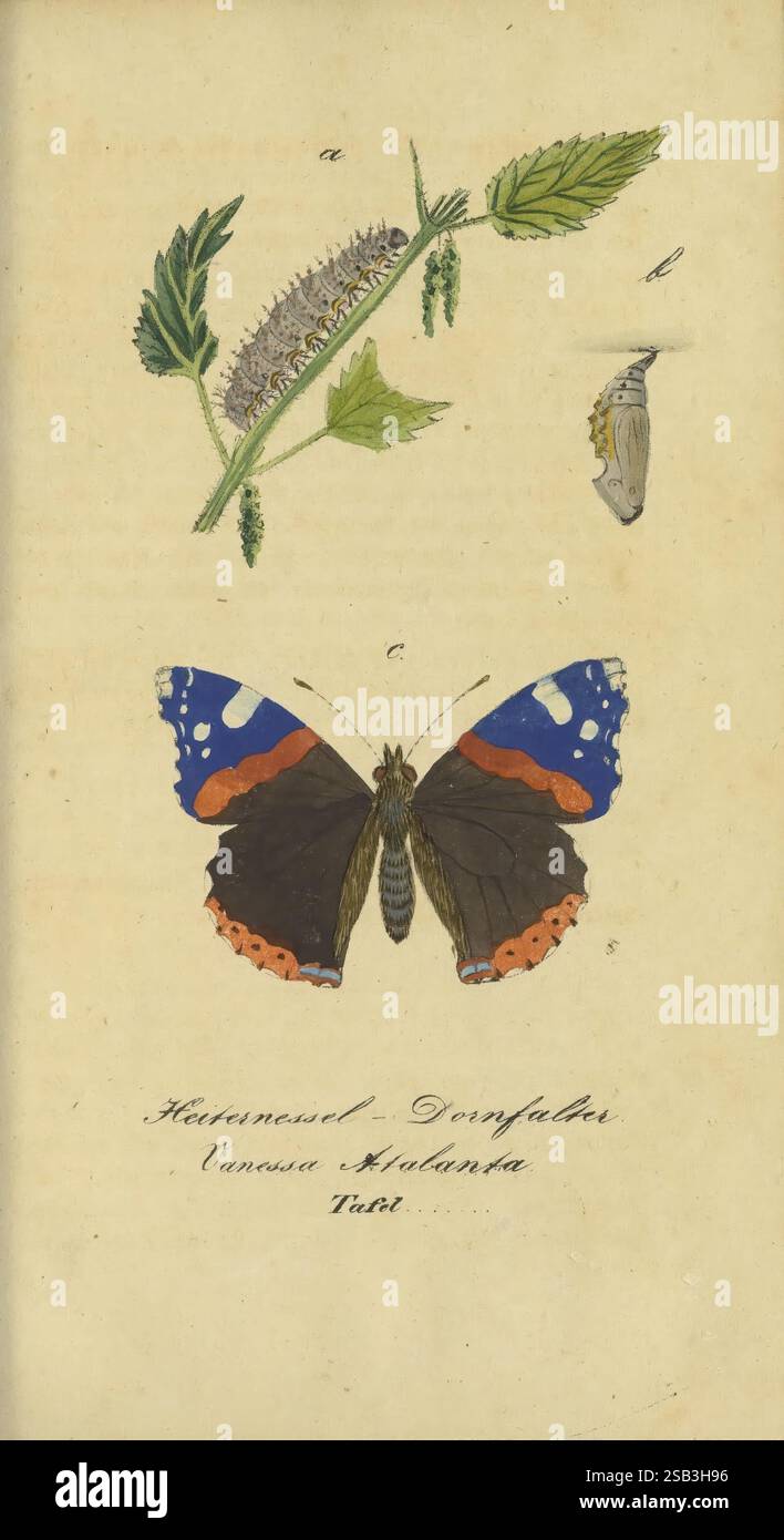 Fauna Boica, oder, Gemeinnützige Naturgeschichte der Thiere Bayerns, Nürnberg, in der C.H. Zeh'schen Buchhandlung, [1834], Bayern, Deutschland, Insekten, Schmetterling, diese Illustration zeigt den Lebenszyklus des Vanessa atalanta, allgemein bekannt als der Rote Admiral Schmetterling. Oben ist ein Blattzweig mit Katzenköpfen abgebildet, der eine grüne raupe hält, die die raupe-Phase der Metamorphose des Schmetterlings zeigt. Darunter zeigt eine detaillierte Darstellung einer Chrysalis das Pupalstadium und zeigt den Transformationsprozess an. Unten sind die Flügel des erwachsenen Schmetterlings Il Stockfoto