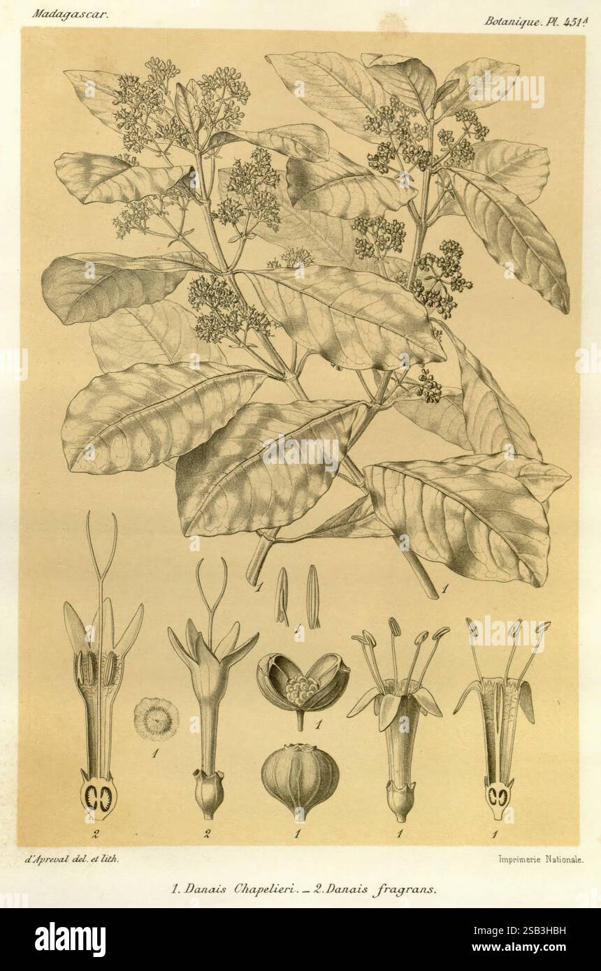 Histoire physique, naturelle, et politique de Madagascar, Paris, impr. begründung, 1885-, Beschreibung und, Reise, schmetterlinge, Madagaskar, Karten, Natur, Geschichte, das Kunstwerk zeigt eine botanische Studie, die zwei Arten der Gattung Danais zeigt. Oben wird eine detaillierte Abbildung eines Blattzweigs präsentiert, die die Anordnung seiner Blätter und die Struktur der Blüten hervorhebt. Unten zeigt das Kunstwerk verschiedene Stufen der Blumen, einschließlich verschiedener Ansichten, die ihre besonderen Merkmale betonen. Jedes Teil ist sorgfältig mit Zahlen versehen, um die Übersichtlichkeit zu verbessern. Die Zusammensetzung Stockfoto