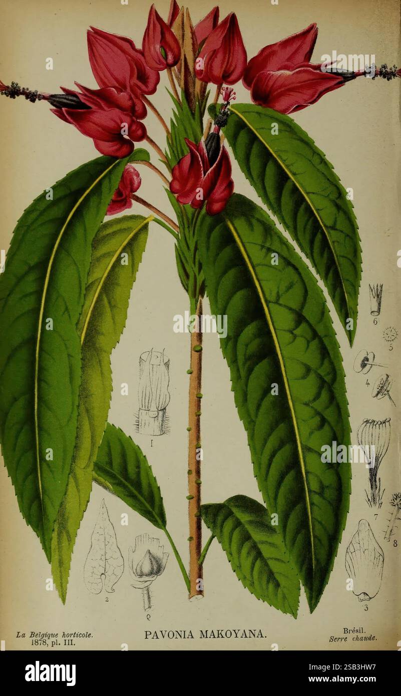 Belgique, Gartenbau, Lüttich, Botanik, Gartenbau, Zeitschriften, Pflanzen., diese Illustration zeigt die Pavonia makoyana Pflanze, die ihre auffälligen roten Blüten zeigt, die oben deutlich zu sehen sind. Die Blätter sind breit, glänzend und üppig grün, was die optische Attraktivität erhöht. Um die Hauptpflanzendarstellung herum befinden sich detaillierte botanische Skizzen, die verschiedene Teile der Blume und Blätter, einschließlich ihrer Formen und Strukturen, veranschaulichen. Dieses Kunstwerk beleuchtet die Feinheiten der Anatomie der Pflanze und dient sowohl als ästhetische Darstellung als auch als wissenschaftliche Referenz. Stockfoto