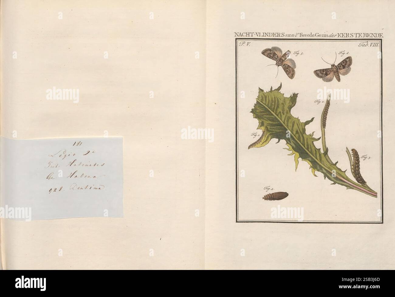Beschouwing der Wonderen Gods, in de minstgeachte schepzelen, Te Amsterdam, von J.C. Sepp, 1762–1860, enthält die Komposition eine botanische Studie, die verschiedene Phasen des Lebenszyklus eines Motten detailliert zeigt. Auf der einen Seite dient ein markantes grünes Löwenzahnblatt als natürliche Kulisse und zieht die Aufmerksamkeit auf sich. Über und neben dem Blatt sind eine Vielzahl von Falter dargestellt, die verschiedene Arten darstellen. Es gibt zwei Erwachsene Falter, die sich durch ihre einzigartigen Flügelmuster auszeichnen und das Blatt flankieren. Daneben ist eine raupe auf dem Blatt abgebildet, die das Larvenstadium des Lebenszyklus anzeigt. I Stockfoto