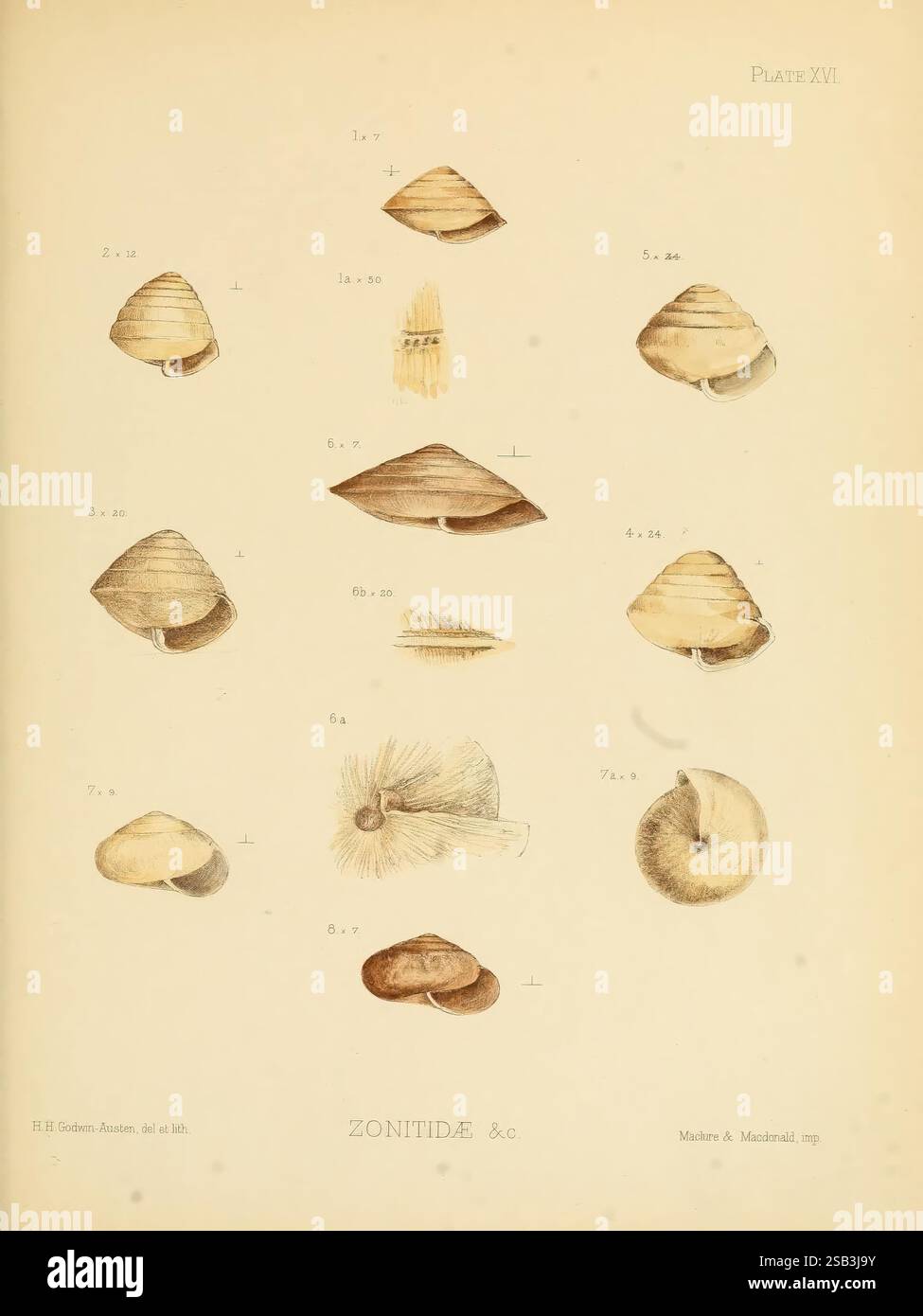 Land Freshwater Mollusca India London Taylor and Francis 1882 Asia India Mollusks Shells zeigt die Abbildung eine Reihe detaillierter Darstellungen verschiedener Muschelarten aus der Familie Zonitidae. Jede Probe ist sorgfältig mit Zahlen gekennzeichnet, die verschiedene Arten oder Klassifizierungen anzeigen. Die obere Reihe zeigt drei unterschiedliche Formen und Größen von Schalen, die ihre einzigartigen Strukturen und Muster zeigen. Die zweite Reihe zeigt eine Vielzahl von Schalenformen, einige mit verlängerten Profilen, andere mehr abgerundet, was die Vielfalt innerhalb der Familie unterstreicht. Die untere Zeile wird fortgesetzt t Stockfoto