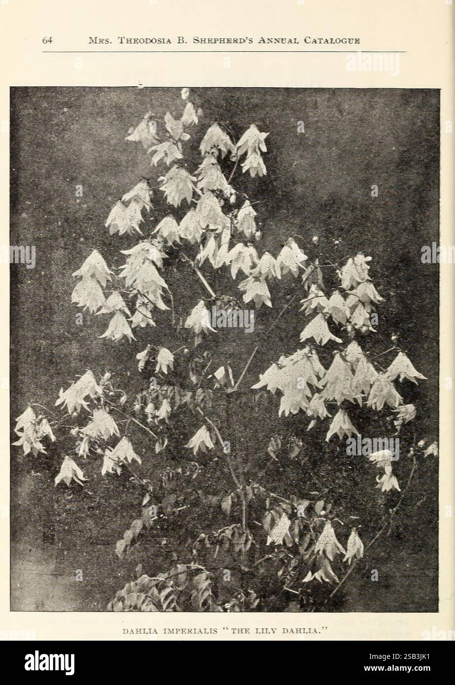 Mrs. Theodosia B. Shepherd's beschreibender Katalog der Blumen, Ventura-by-the-Sea, Calif, Theodosia B. Shepherd Co, [1902], Blumen, Kakteen, Samen, Kataloge, Dahlia imperialis, Gärtnerei, Gartenbau, Zierpflanzen, Handelskataloge, Saatgutindustrie und Handel, Theodosia B. Shepherd Company, Garden Stories, in Bloom, Eine botanische Illustration mit dem Titel „Dahlia Imperialis“, allgemein bekannt als „die Lilv Dahlia“. Das Kunstwerk zeigt eine hohe Pflanze mit zahlreichen langen, weißen Blüten, die zart an schlanken Stielen hängen. Die Blätter sind üppig und grün und bieten eine lebendige Kulisse für die Straße Stockfoto