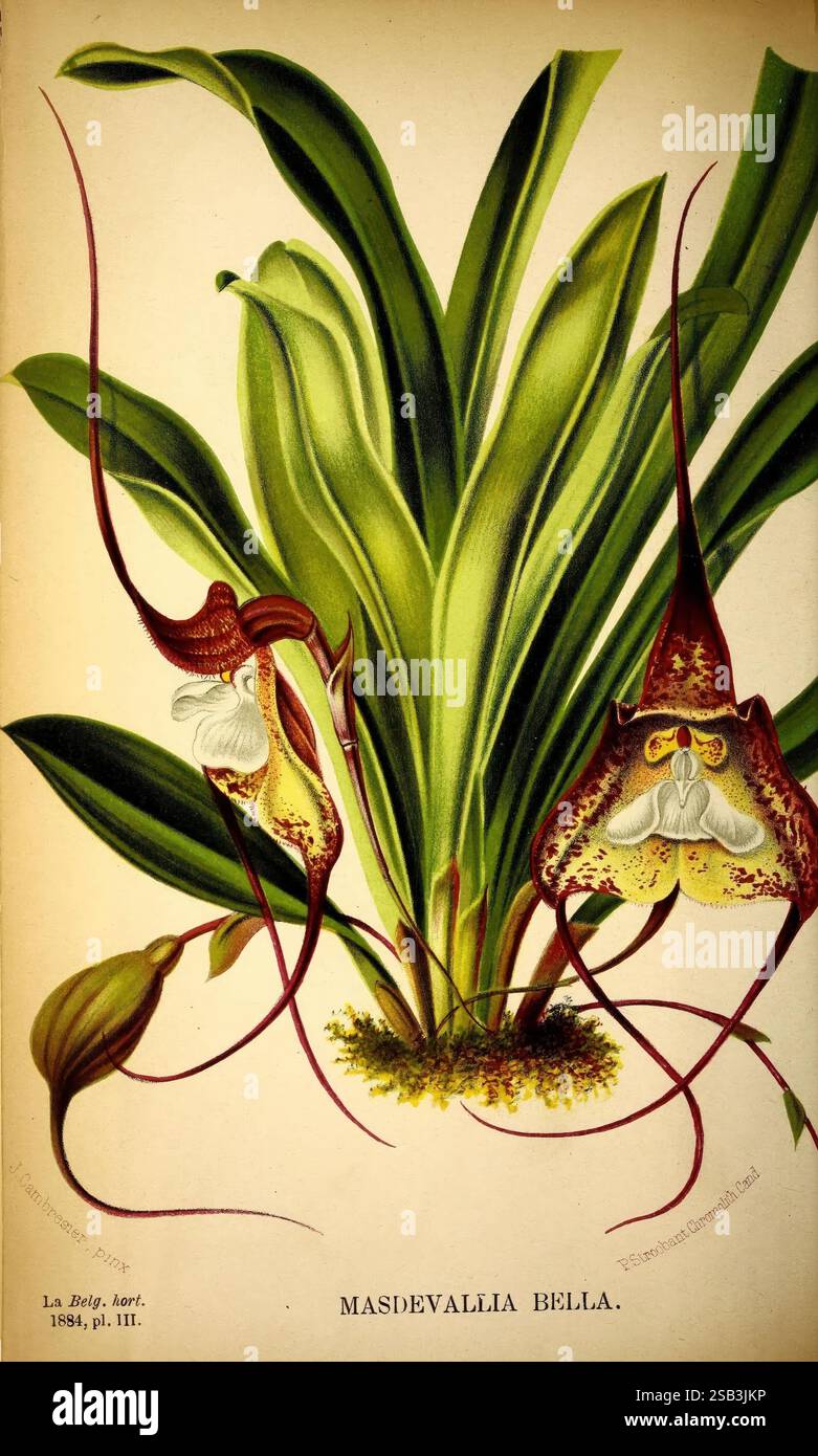 Belgique, Gartenbau, Lüttich, Botanik, Gartenbau, Zeitschriften, Pflanzen, Eine detaillierte Illustration der Masdevallia bella Orchidee mit ihren charakteristischen, langen Blüten mit komplizierten Mustern und lebhaften Farben. Die Blumen zeigen einzigartige Formen, die Masken ähneln, mit Fransenkanten und markanten Lippendetails, die die Aufmerksamkeit auf sich ziehen. Die Blüten umgeben von üppigen grünen Blättern, die die tropischen Ursprünge der Pflanze zeigen. Der Titel enthält den botanischen Namen, der sowohl die Kunstfertigkeit als auch die wissenschaftliche Bedeutung dieser fesselnden Art hervorhebt. Stockfoto