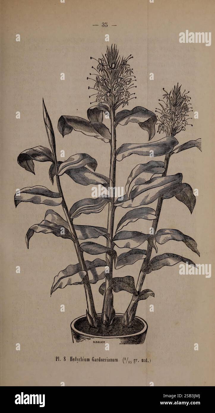 Belgique, Gartenbau, Lüttich, Botanik, Gartenbau, Zeitschriften, Pflanzen, Eine botanische Illustration mit einer Helichrysum gardenianum Pflanze, die ihr markantes aufrechtes Wachstum und ihre langen grünen Blätter zeigt. Die Pflanze ist in einem Terrakotta-Topf dargestellt, was ihre dekorativen Eigenschaften unterstreicht. Die Blüten sind oben in einem dichten Cluster angeordnet, gekennzeichnet durch kleine, runde und dicht gepackte Blüten. Diese detailreiche Darstellung unterstreicht die natürliche Form und Struktur der Pflanze sowie ihre ästhetische Anziehungskraft im Garten oder im Innenbereich. Stockfoto