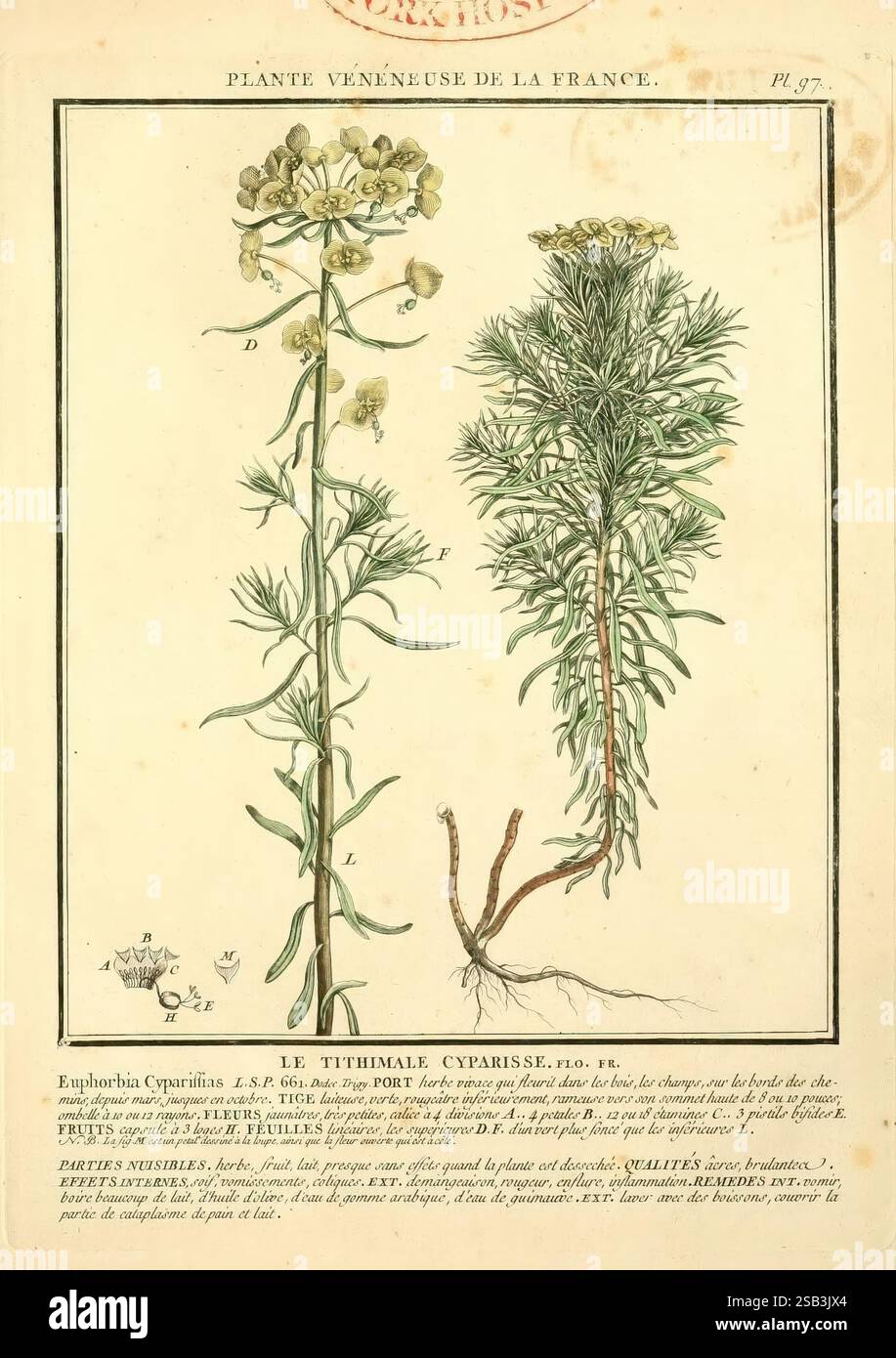 Herbier de la France, Paris, Chez l'auteur, Didot, Debure, Belin, 1780-93, Pflanzen, Frankreich, Pilze, Heilpflanzen, giftige Pflanzen, Bildwerke, die Illustration zeigt eine botanische Studie über Euphorbia cyparissias, allgemein bekannt als Zypressenspurge. Es werden zwei verschiedene Pflanzen gezeigt, die detailliert dargestellt sind. Das größere Exemplar auf der linken Seite zeigt schlanke, grüne Stängel mit schmalen, linearen Blättern, die in einem spiralförmigen Muster angeordnet sind und in Gruppen von kleinen, gelb-grünen Blüten an der Spitze gipfeln. Die kürzere Pflanze auf der rechten Seite zeigt eine buschigere Form mit einer ähnlichen Blattstruktur und Blumenanordnung Stockfoto