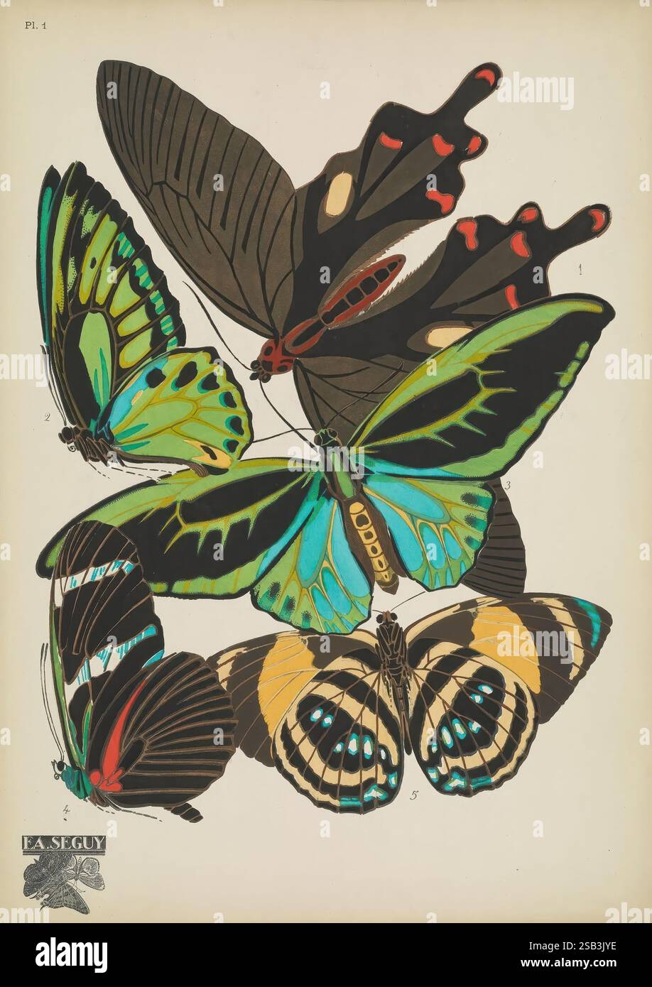 Papillons, Paris, Tolmer [ca. 1925], Tierformen, Schmetterlinge, Dekoration und Ornamente, Bildwerke, Insekten, Schmetterlinge, St. Patrick's Day, Papilio philoxenus, Troides priamus, Heliconius antiochus, Catagramma mionina, Arthropoda, Arthropod, Eugène, Séguy, Eine Sammlung lebendig illustrierter Schmetterlinge mit komplexen Mustern und leuchtenden Farben. Die Komposition besteht aus fünf verschiedenen Arten, die jeweils einzigartige Flügelmuster aufweisen, von markanten geometrischen Formen bis hin zu zarten Wirbeln. Die Schmetterlinge sind in einem künstlerischen Layout angeordnet, das ihre natürliche Schönheit und Vielfalt unterstreicht. T Stockfoto