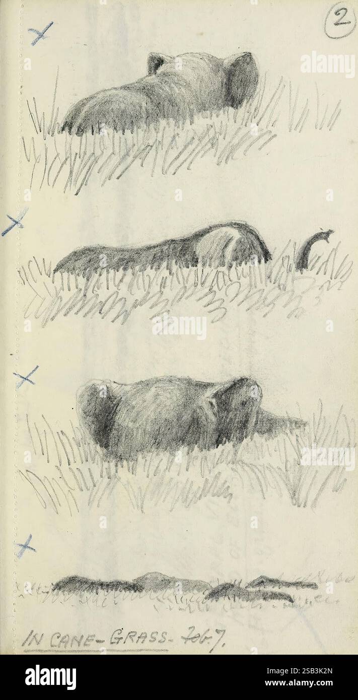 Abel Chapmans Sudanskizzenbücher zwischen 1913 und 1919, Eine Reihe von Skizzen, die einen im Gras liegenden Elefanten darstellen. Die obere Abbildung zeigt die Silhouette des Elefanten, der teilweise sichtbar ist. Die mittlere Skizze zeigt den Elefanten in einer anderen Position und betont die Krümmung seines Körpers und die Textur des umgebenden Grases. Die untere Abbildung konzentriert sich auf einen flachen Bereich mit Gras, was auf die jüngste Anwesenheit des Elefanten hindeutet. Jede Zeichnung hebt die natürliche Umgebung und die sanfte Natur des Elefanten hervor, während er sich in seine Umgebung einfügt. Beschriftungen indiziert Stockfoto