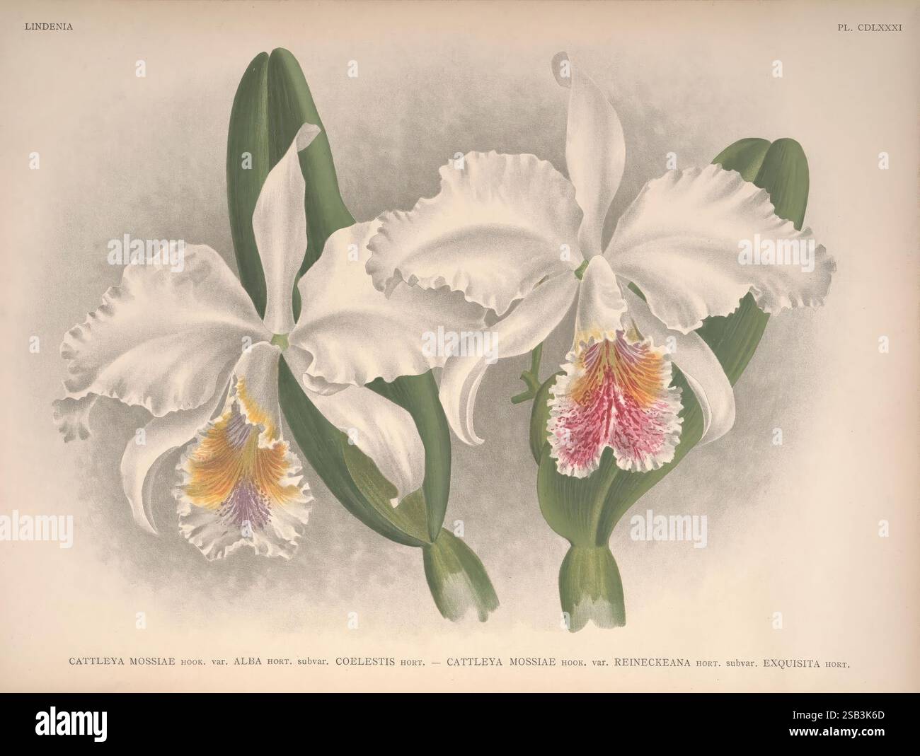 Lindenia, Brüssel, L. Linden, 1891-[1897?], Orchidaceae, Zeitschriften, Bildwerke, die Illustration zeigt eine detaillierte Darstellung einer Cattleya-Orchidee, die für ihre auffälligen und raffinierten Blüten bekannt ist. Das Bild zeigt zwei auffällig positionierte Blüten, von denen jede samtige weiße Blütenblätter mit Rüschenrändern zeigt. Die Mitte der Blüten zeigt einen lebendigen Farbtupfer, der von sanftem Gelb zu sattem Magenta übergeht und die komplizierte Schönheit der Anatomie der Orchideen einfängt. Die Blumen sind üppig grüne Blätter umgeben, die die gesamte Eleganz betonen und die natürliche Schönheit hervorheben Stockfoto
