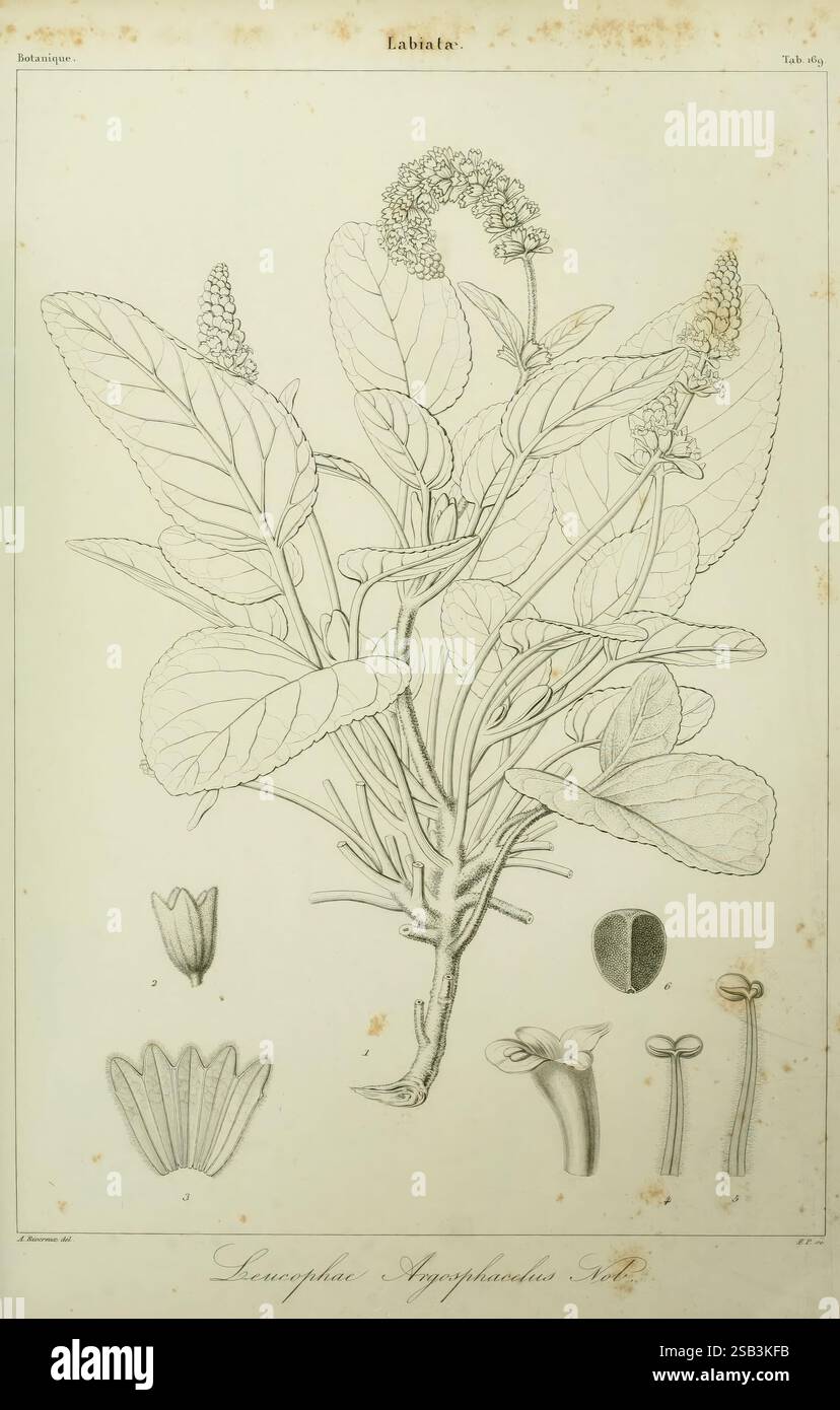 Histoire naturelle des Iles Canaries, Paris, Béthune, éditeur, 1836-1850, Botanik, Kanarische Inseln, Fische, Naturgeschichte, Bildwerke, diese botanische Illustration zeigt die Pflanze *Leucophorus angustifolius*. Die detaillierte Darstellung hebt die hervorstehenden Blätter der Pflanze hervor, die sich durch ihre langgezogene, lanzettartige Form auszeichnen. Die zentrale Darstellung der Pflanze umgibt verschiedene Teile, darunter markierte Blumenbestandteile: Eine Gruppe von zarten Blüten, Sepalen und Samenkörnern. Jedes Element ist akribisch gezeichnet, um die Struktur und Form zu betonen und dient als pädagogische Referenz Stockfoto