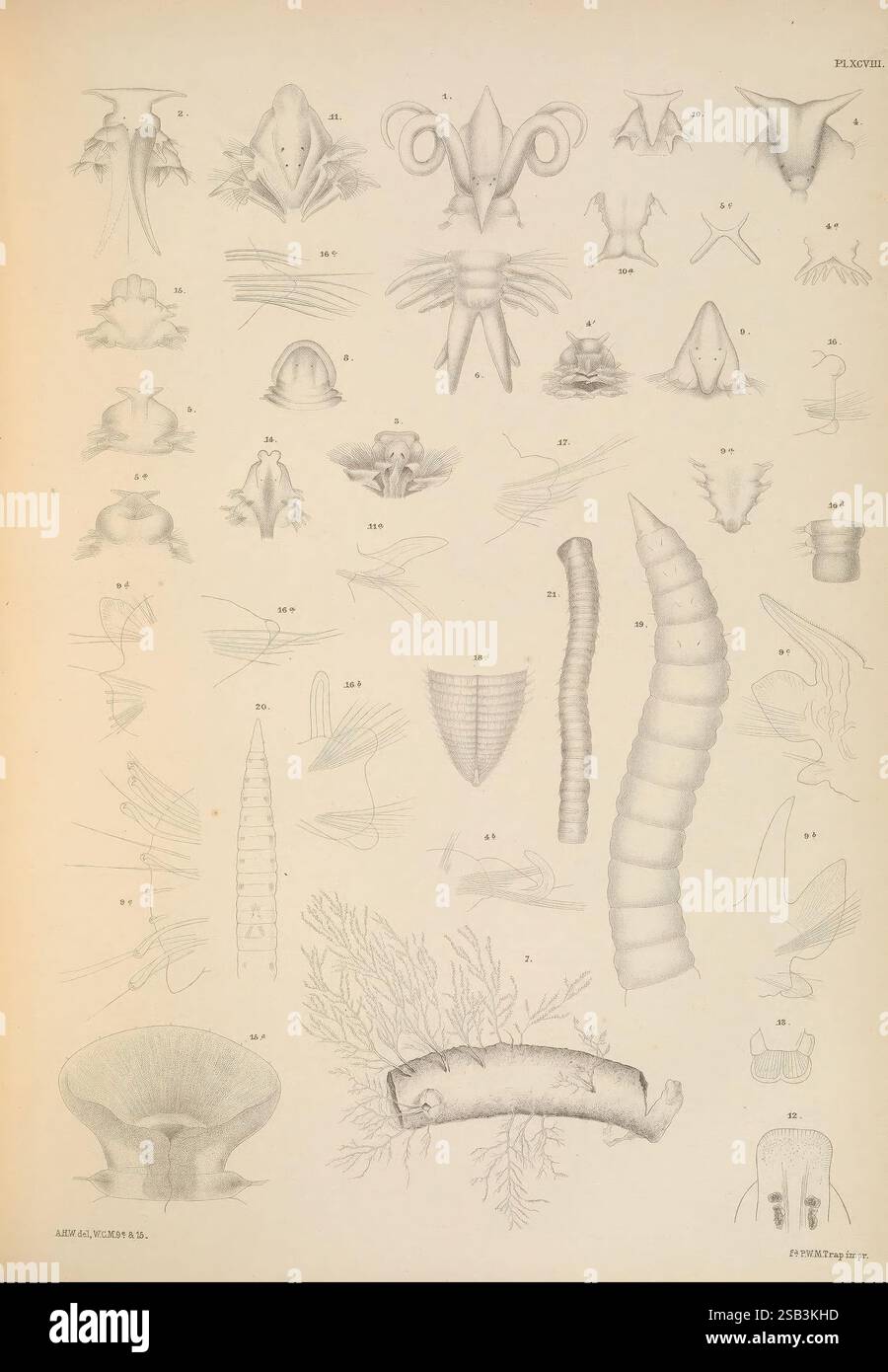 Eine Monografie der britischen Meeresanneliden London The Ray Society 1873/1900-1922/23 Annelida Great Britain Nemertea Polychaeta Worms, eine komplexe Sammlung von Meeresillustrationen, die eine Vielzahl von Kopffüßern, darunter Tintenfische und Tintenfische, sowie mehrere andere Wasserorganismen zeigen. Jedes Exemplar wird akribisch gerendert und hebt charakteristische anatomische Merkmale wie Tentakel, Körperformen und Texturen hervor. Die Anordnung umfasst beschriftete Figuren mit numerischen Markierungen, die bestimmte Arten oder anatomische Teile anzeigen, die eine umfassende Referenz für das Studium des Meeresbiolos bieten Stockfoto Eine Monografie der britischen Meeresanneliden London The Ray Society 1873/1900-1922/23 Annelida Great Britain Nemertea Polychaeta Worms, eine komplexe Sammlung von Meeresillustrationen, die eine Vielzahl von Kopffüßern, darunter Tintenfische und Tintenfische, sowie mehrere andere Wasserorganismen zeigen. Jedes Exemplar wird akribisch gerendert und hebt charakteristische anatomische Merkmale wie Tentakel, Körperformen und Texturen hervor. Die Anordnung umfasst beschriftete Figuren mit numerischen Markierungen, die bestimmte Arten oder anatomische Teile anzeigen, die eine umfassende Referenz für das Studium des Meeresbiolos bieten Stockfoto