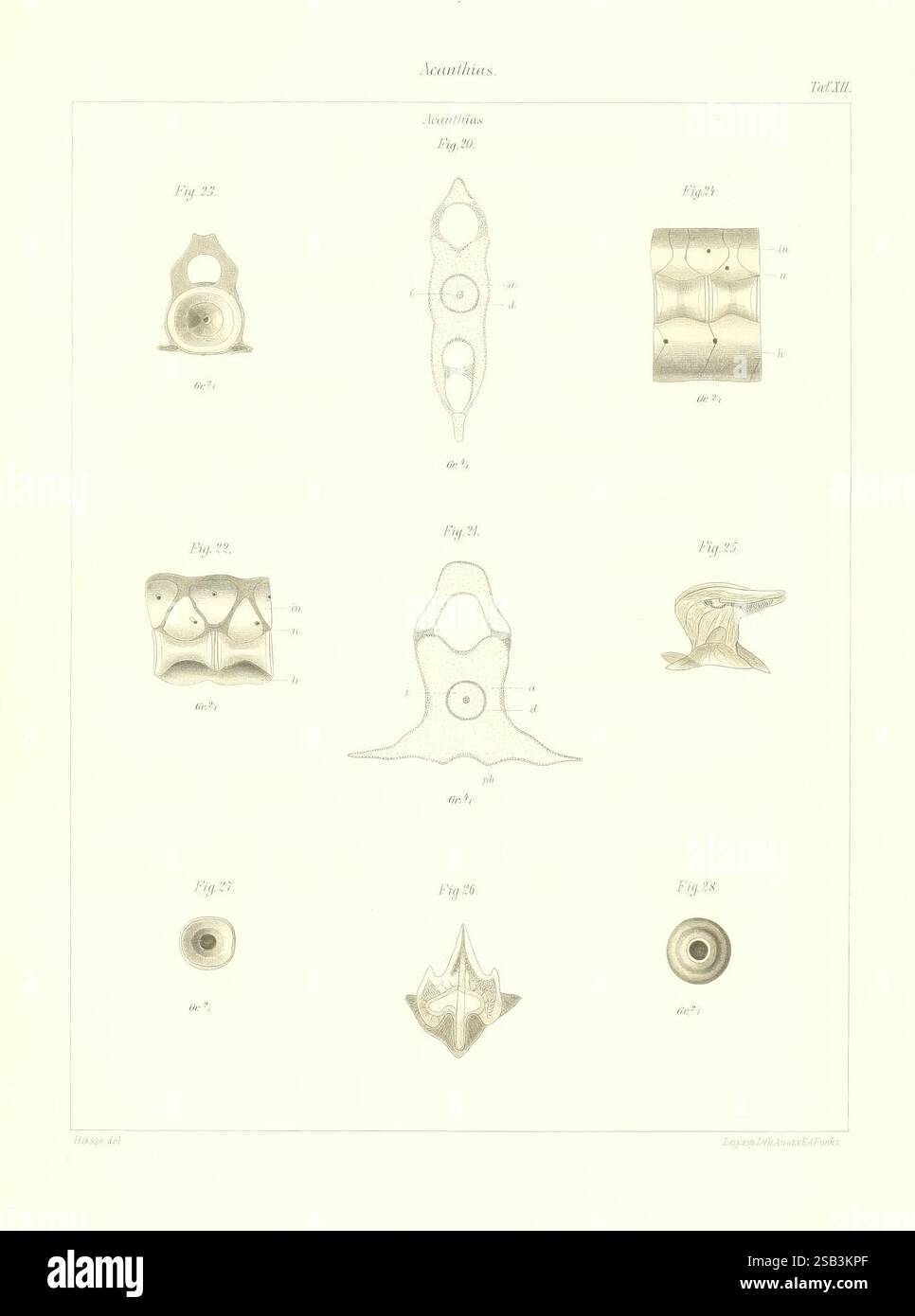 Das naturliche System der Elasmobranchier auf Grundlage des Baues und der Entwicklung Ihrer Wirbelsaule, Jena, G. Fischer, 1879-1885. Anatomie, Fische, chondrichthyes, Fische Fossil, chondrichthyes Fossil, die Abbildung zeigt eine Reihe detaillierter anatomischer Studien mit verschiedenen Formen und Strukturen. Jede nummerierte Figur weist unterschiedliche Formen auf, die verschiedene Aspekte der Anatomie hervorheben, die Skelettmerkmale oder biologische Formen umfassen können. Die Konstruktionen sind kompliziert und betonen die Kurven und Kanten. Einige Abbildungen zeigen symmetrische Muster. Die Gesamtzusammensetzung Ref Stockfoto