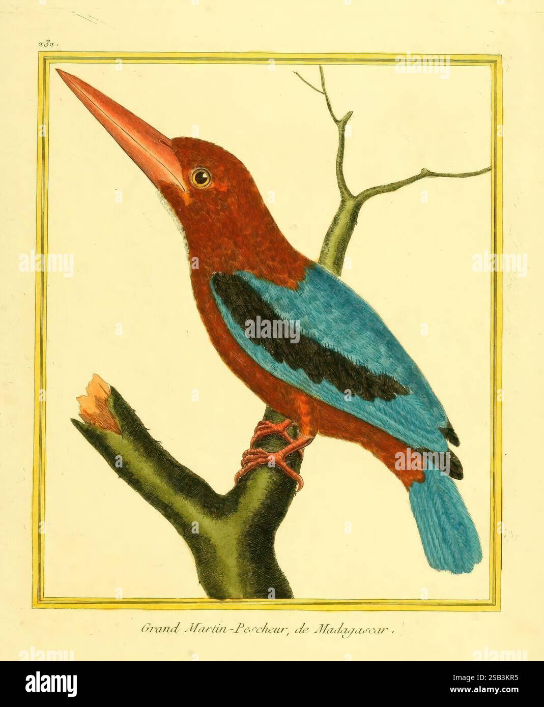 Planches enluminées d'histoire naturelle, Paris?, s.n, 1765-1783?, Birds, Zoologie, Bildwerke, Halcyon gularis, Alcedo gularis, Ein wunderschön illustrierter Vogel, der auf einem schlanken Zweig thront und ein lebendiges Gefieder mit einer reichen Kombination aus tiefen Rot- und auffälligen Blautönen zeigt. Der Vogel hat einen ausgeprägten Schnabel, der sich zur Spitze hin verjüngt, was sein unverwechselbares Aussehen unterstreicht. Ihre Augen sind ausdrucksstark, eingerahmt von zarten Federn, während der Zweig, auf dem er sitzt, mit subtilen Details, darunter dünne Äste und Zweige, verziert ist. Diese Darstellung fängt das Wesen dieser exotischen Spezies invi ein Stockfoto