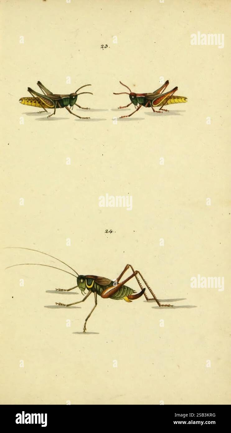 Symbola faunae insectorum Helvetiae exhibentia vel species novas vel nondum portratas. Basileae, Typ. J. Georgii Neukirch, 1822. Insekten, schweiz, Arthropoda, Arthropoden, Gryllus longicornis, Pseudochorthippus parallelus, Locusta roeselii, Roeseliana roeselii, die Abbildung zeigt drei verschiedene Arten von Heuschrecken, die jeweils in einem Profil dargestellt werden, um ihre einzigartigen physikalischen Eigenschaften darzustellen. Die beiden obersten Grashüpfer weisen eine lebhafte Färbung auf, wobei einer eine Kombination aus Grün und Gelb zeigt, während der andere ein markantes rotes Highlight aufweist. Unten ist ein dritter Heuschrecken dargestellt Stockfoto