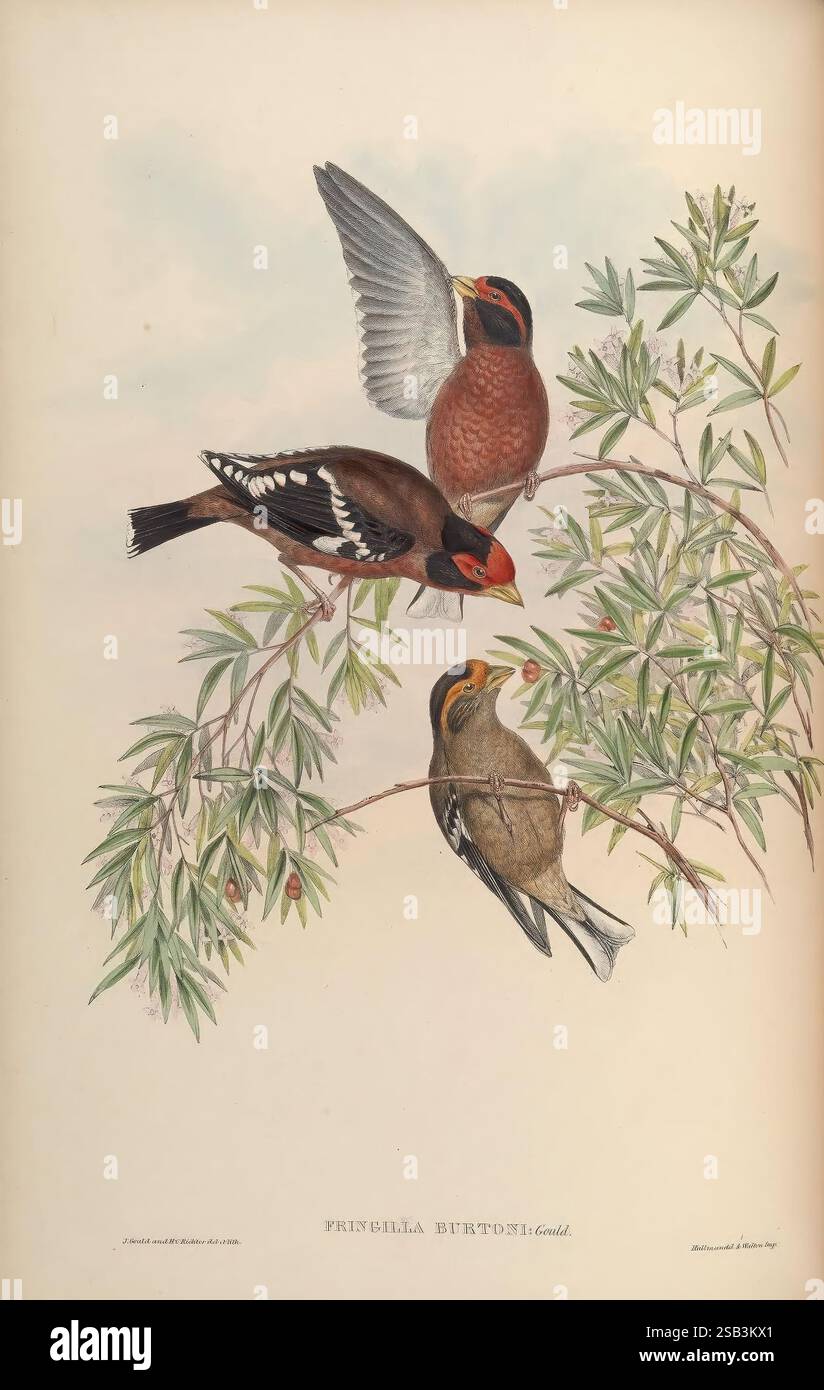 Birds of Asia, von John Gould, Pub. Vom Autor 1850–1883, Asia, Birds, Pictorial Works, sind drei Vögel auf einem Blattzweig angesiedelt. Der Spitzenvogel zeigt ein lebhaftes Gefieder mit rötlichem Farbton und markanten Flügelmarkierungen. Der mittlere Vogel zeigt satte braune und weiße Muster, ergänzt durch einen Farbtupfer um den Kopf. Der Bodenvogel ist eher dezent im Aussehen, hat eine hellgraue Farbe und sanfte Markierungen. Um sie herum sind schlanke grüne Blätter, die der Szene ein Element der Natur und Ruhe verleihen. Die Gesamtkomposition unterstreicht die Schönheit und Vielfalt von Vogelarten Stockfoto