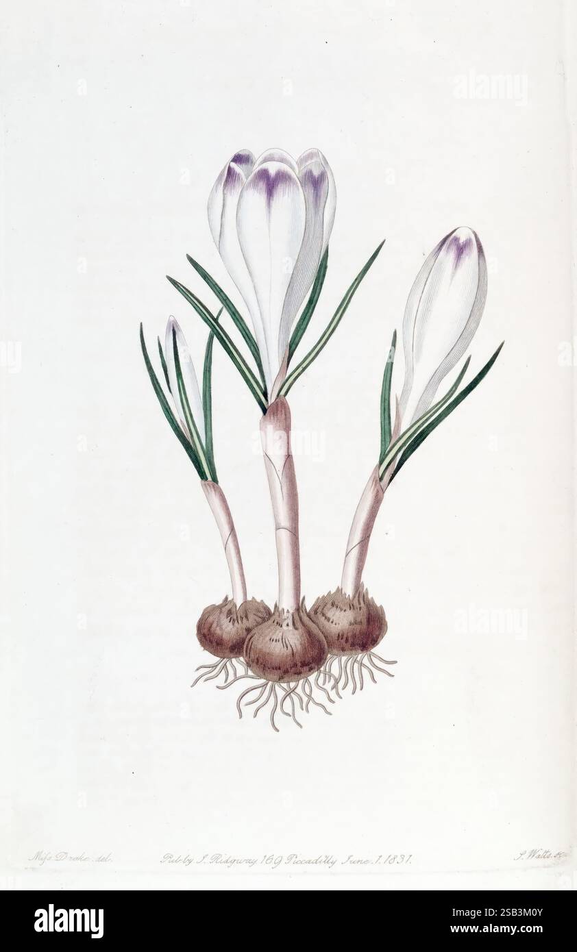 Edwards's Botanical Register, London, James Ridgway, 1829-1847, 1829, 19. Jahrhundert, Botanik, Kupferstich, England, grafische Medien, Großbritannien, handkoloriert, Ikonen, Zeitschriften, Bildwerke, Pflanzeneinführung, Pflanzen ornamental, RBG ENR, hist Sci Art, Sarah Ann Drake, 2, Women in Science, Eine botanische Illustration, die eine Gruppe von Krokusblüten zeigt, die sich durch ihre eleganten, langen weißen Blüten mit zarten lila Streifen auszeichnen. Die Blüten entstehen aus dünnen grünen Stielen, umgeben von üppig grünen Blättern, die aus bauchigen Wurzeln ragen. Die Detaildarstellung wird hervorgehoben Stockfoto