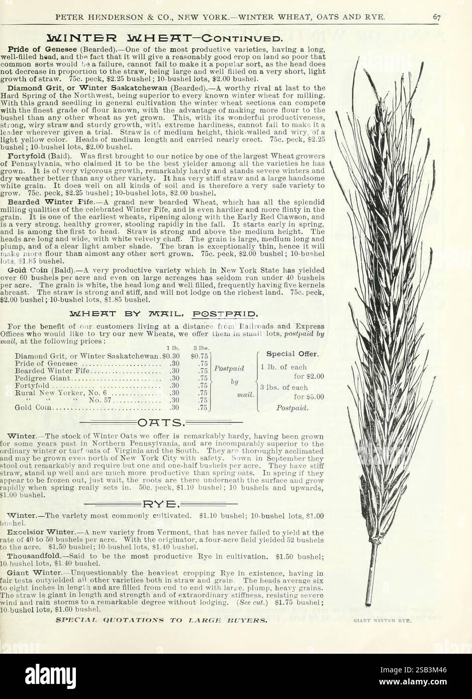 Herbst, Zwiebeln, Katalog, New York, Peter Henderson & Co, 1900, Blumen, Gartenarbeit, Samen, Kataloge, Winter, Roggen, Ausrüstung und Verbrauchsmaterialien, Glühbirnen, Pflanzen, Handel, Kataloge, Peter Henderson Co, Garten, Geschichten, in, Bloom, diese Seite aus einer historischen landwirtschaftlichen Publikation enthält eine ausführliche Diskussion über Winterweizen, Hafer und Roggen, die ihre wichtige Rolle in der Landwirtschaft unterstreicht. Es erwähnt Sorten wie Diamantkorn und weist auf seine konkurrenzfähige Ausbeute hin. Der Text beschreibt die Anbaupraktiken und regionalen Präferenzen für diese Kulturen und betont ihre Widerstandsfähigkeit und Eignung für c Stockfoto