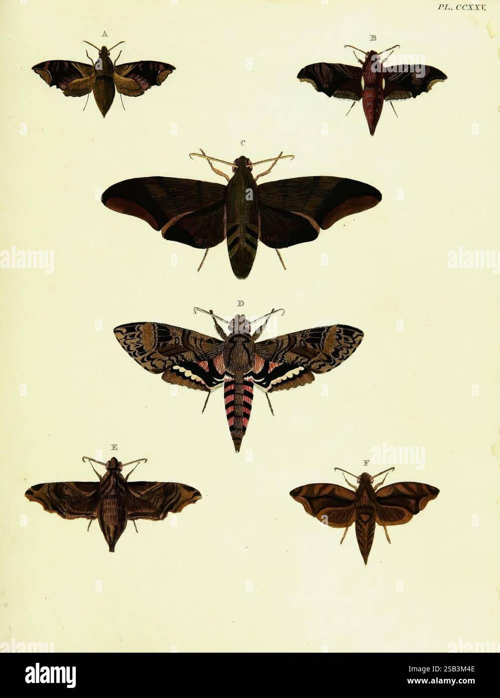 De uitlandsche kapellen voorkomende in de drie waereld-deelen, Asia, Africa en America, Amsteldam, Chez S. J. Baalde, 1779-1782. Afrika, Amerika, Asien, Schmetterlinge, Surinam, Lepidoptera, 10, Eine Sammlung von sechs illustrierten Falter, von denen jeder mit einem Buchstaben von A bis F. beschriftet ist. die Exemplare zeigen eine Vielzahl von Farben und Mustern, die ihre besonderen Merkmale zeigen. Motte A an der Spitze hat eine dezente Färbung mit gedämpften Tönen, während B kräftigere Farbtöne mit auffälligen Mustern aufweist. C präsentiert komplexe Flügeldetails und eine leuchtende Farbpalette. D mit auffälligen Markierungen und einer beeindruckenden Flügelspanne. E ist klein Stockfoto