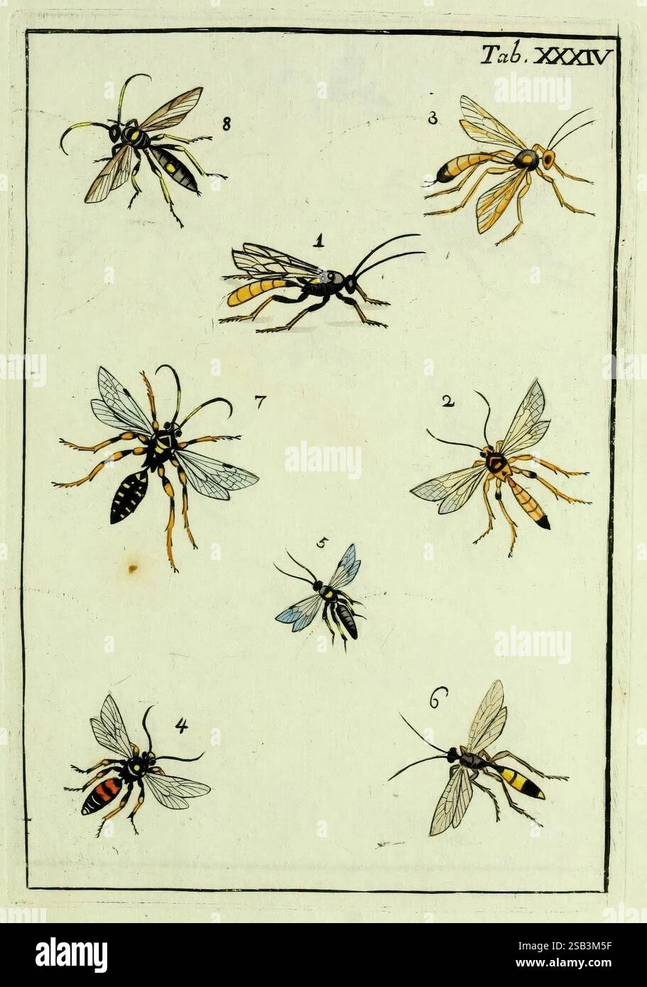 Naturgeschichte, Klassifikation und Nomenclatur der Insekten vom Bienen, Wespen und Ameisengeschlecht, Frankfurt am Main, in der Hermannischen Buchhandlung, 1791. Klassifizierung, Ohrenarbeiten, Hymenoptera, Insekten, Bildwerke. die Illustration zeigt eine Sammlung von detaillierten Darstellungen verschiedener Insektenarten, die sich speziell auf Wespen konzentrieren. Jedes Insekt ist nummeriert, mit klaren Unterscheidungen in Farbe und Muster, um ihre einzigartigen Eigenschaften hervorzuheben. Das Arrangement zeigt eine Vielzahl von Formen und Größen, was die Vielfalt innerhalb der Gruppe verdeutlicht. Diese pädagogischen Vertreter Stockfoto